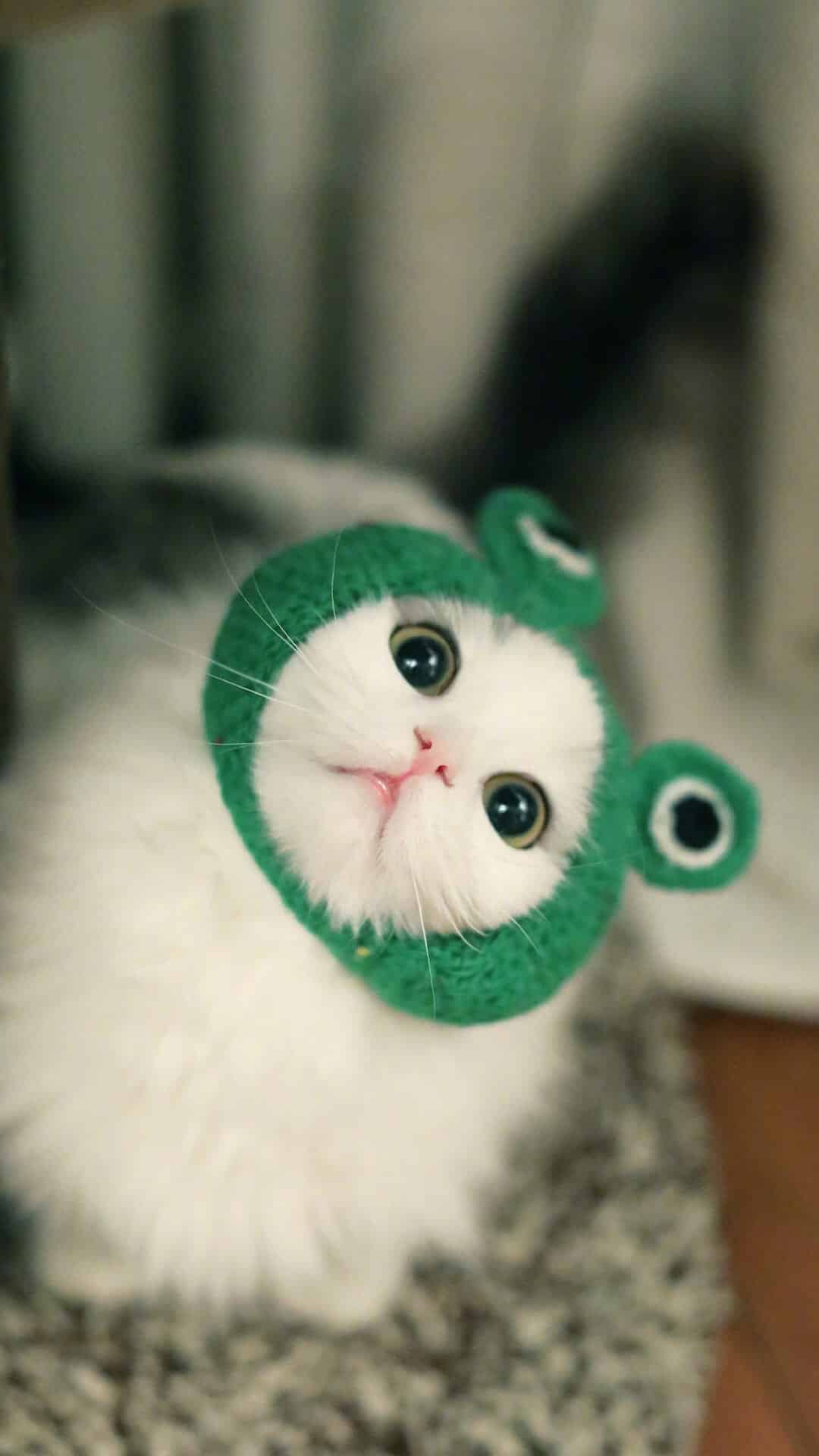 今日萌宠壁纸 006