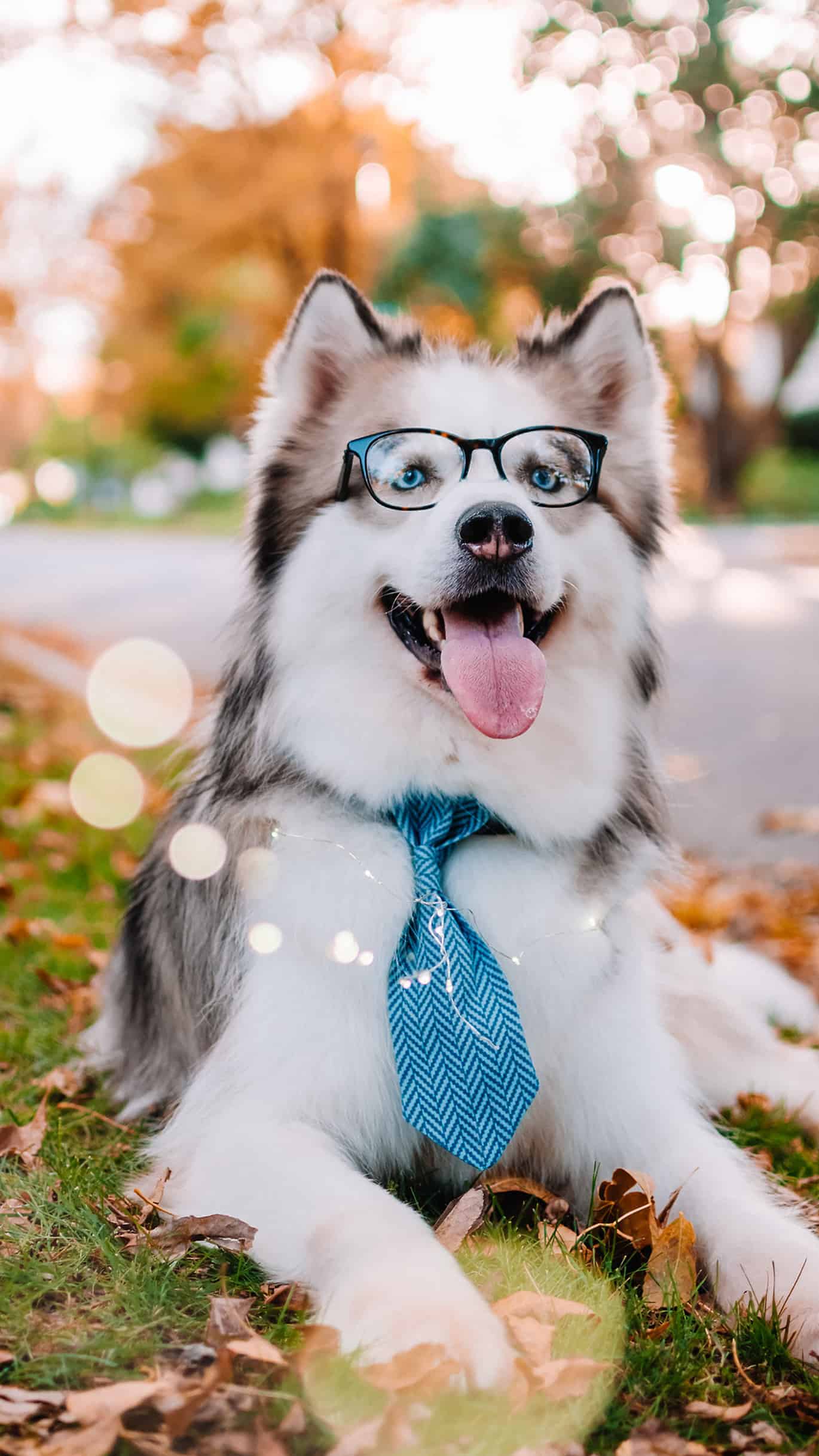 今日萌宠壁纸 007