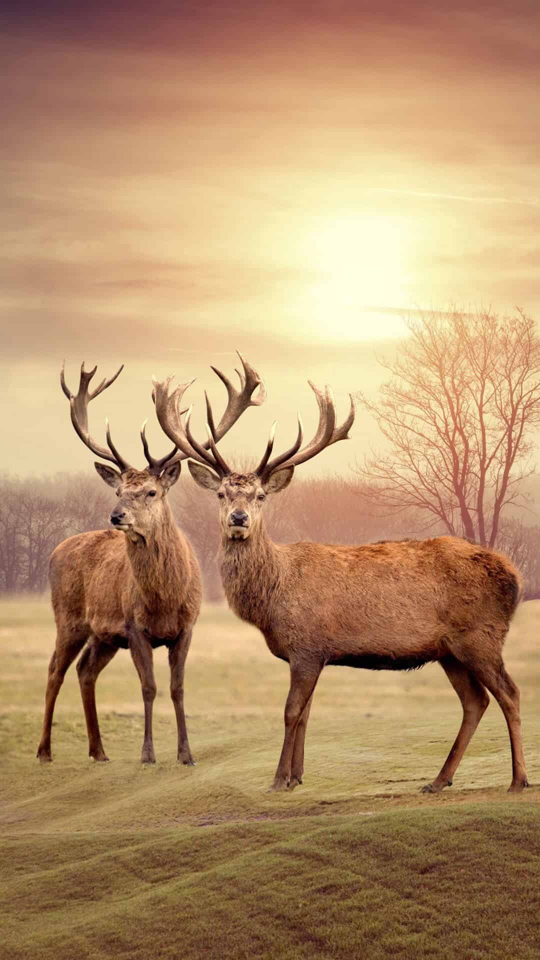 今日萌宠壁纸 006