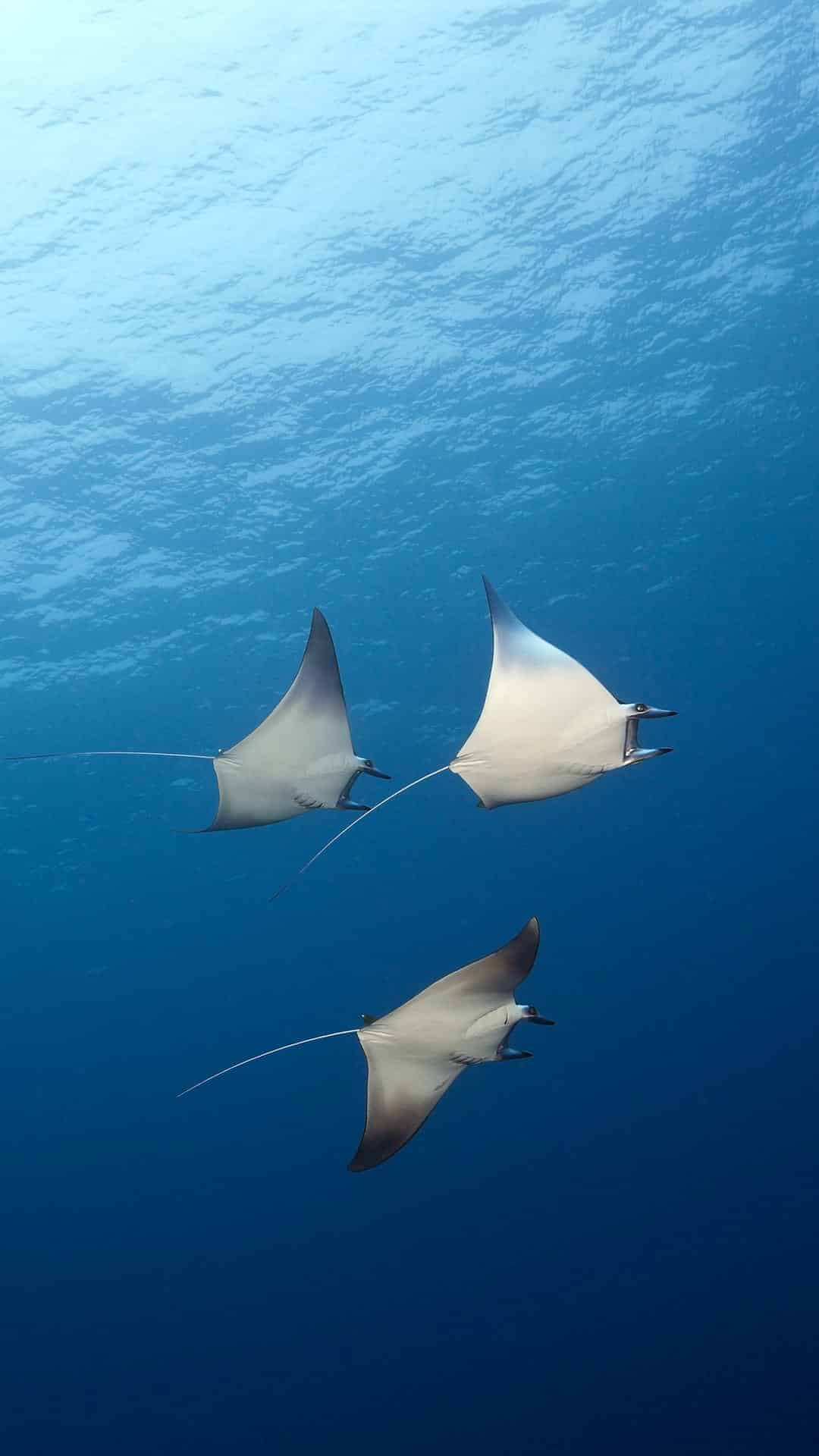 今日萌宠壁纸 007