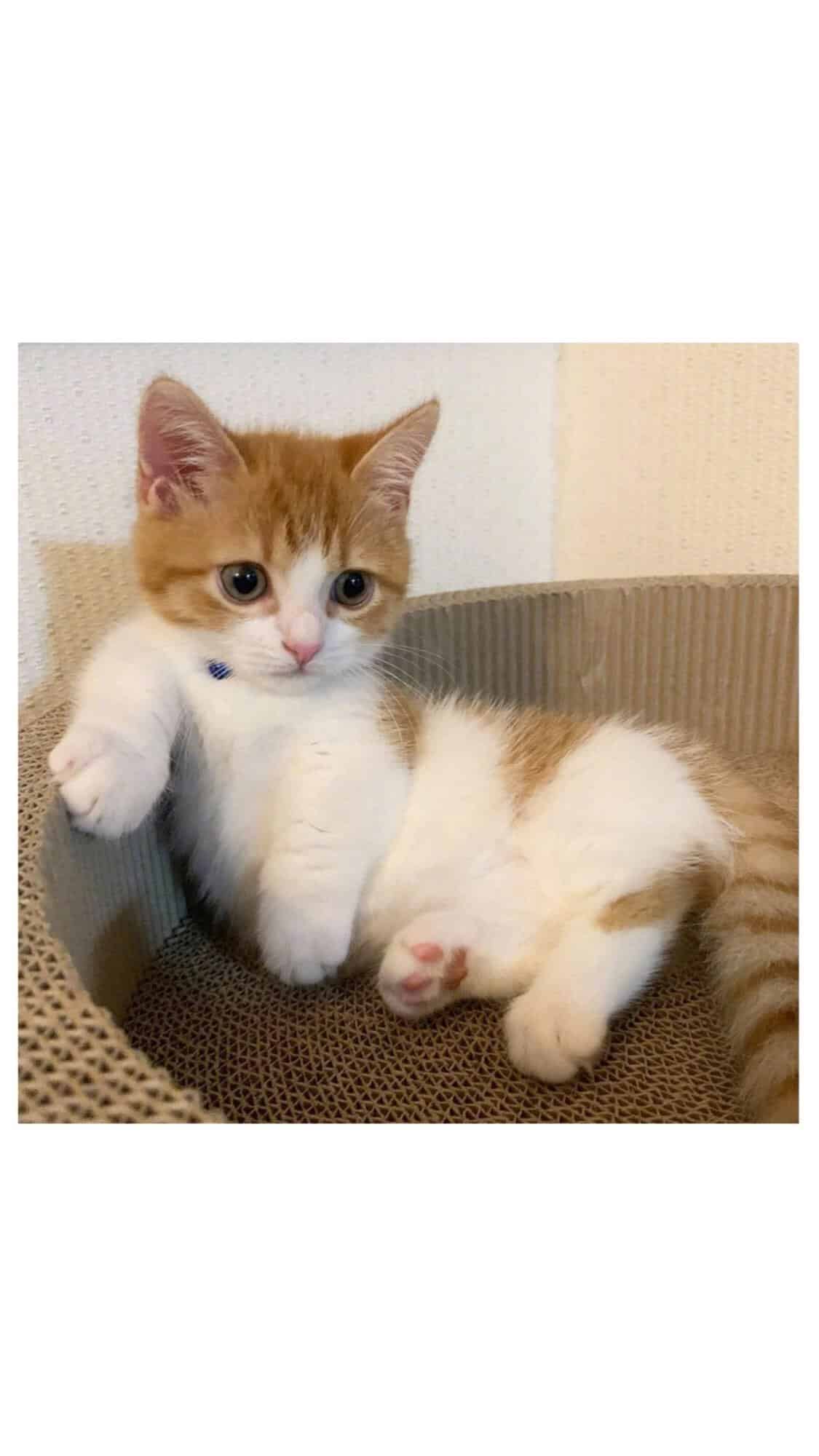 今日萌宠壁纸 008