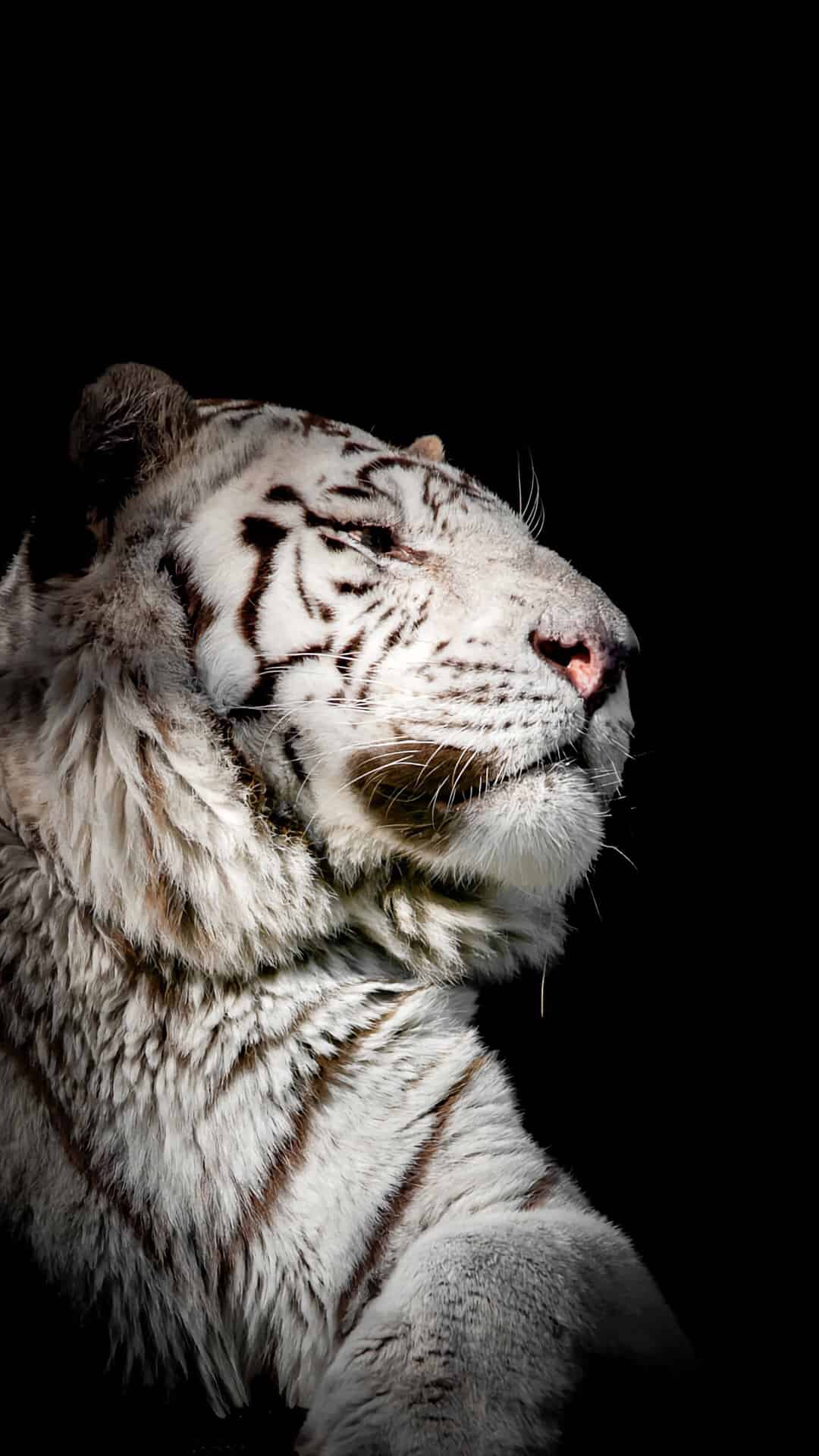 今日萌宠壁纸 008