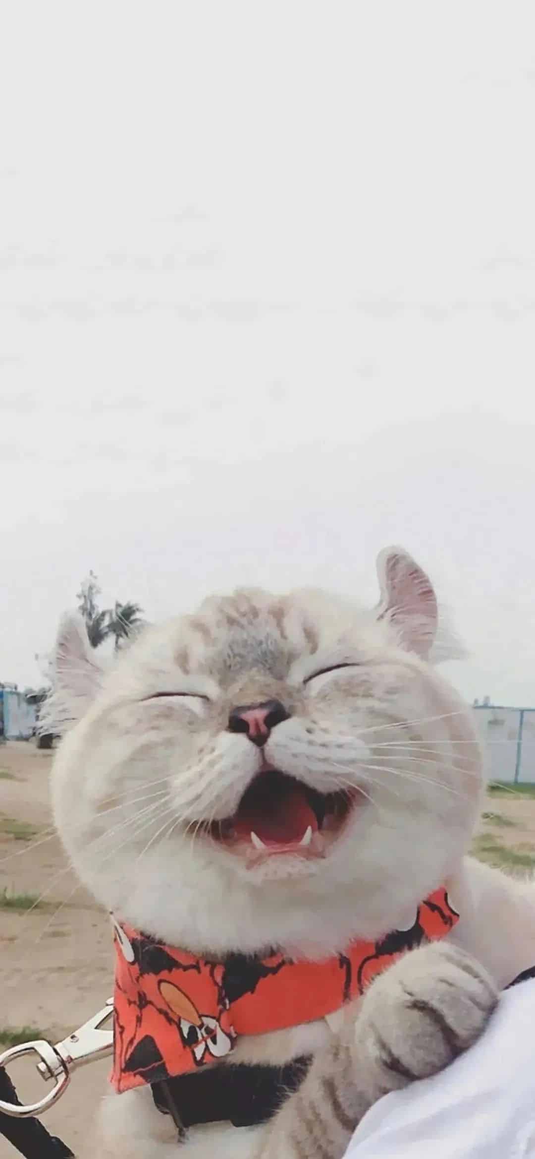 今日萌宠壁纸 008