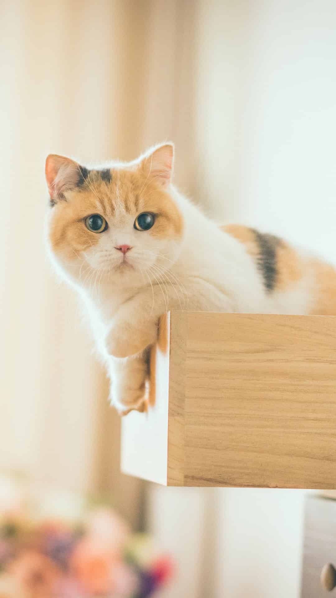 今日萌宠壁纸 008