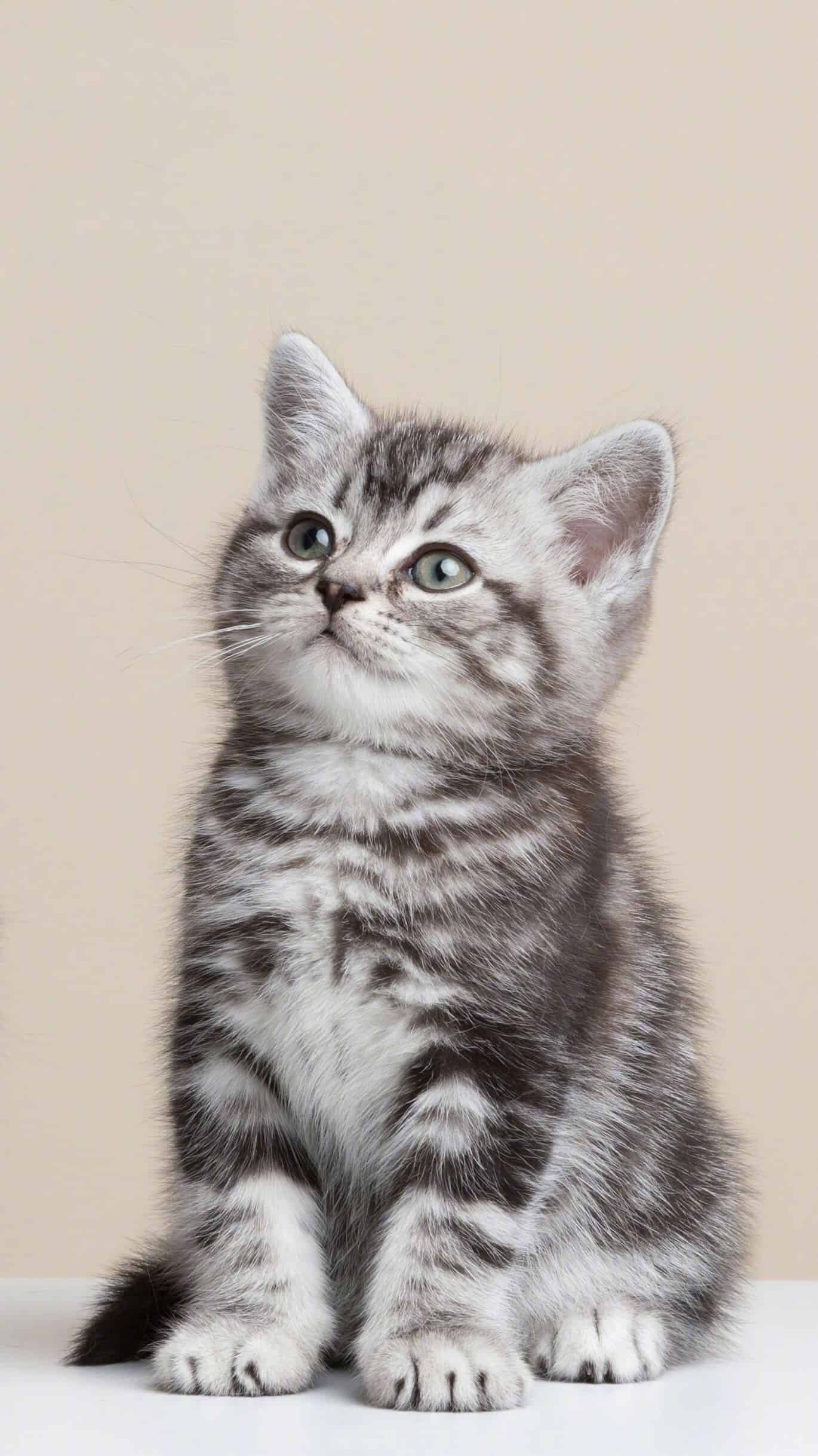 今日萌宠壁纸 008