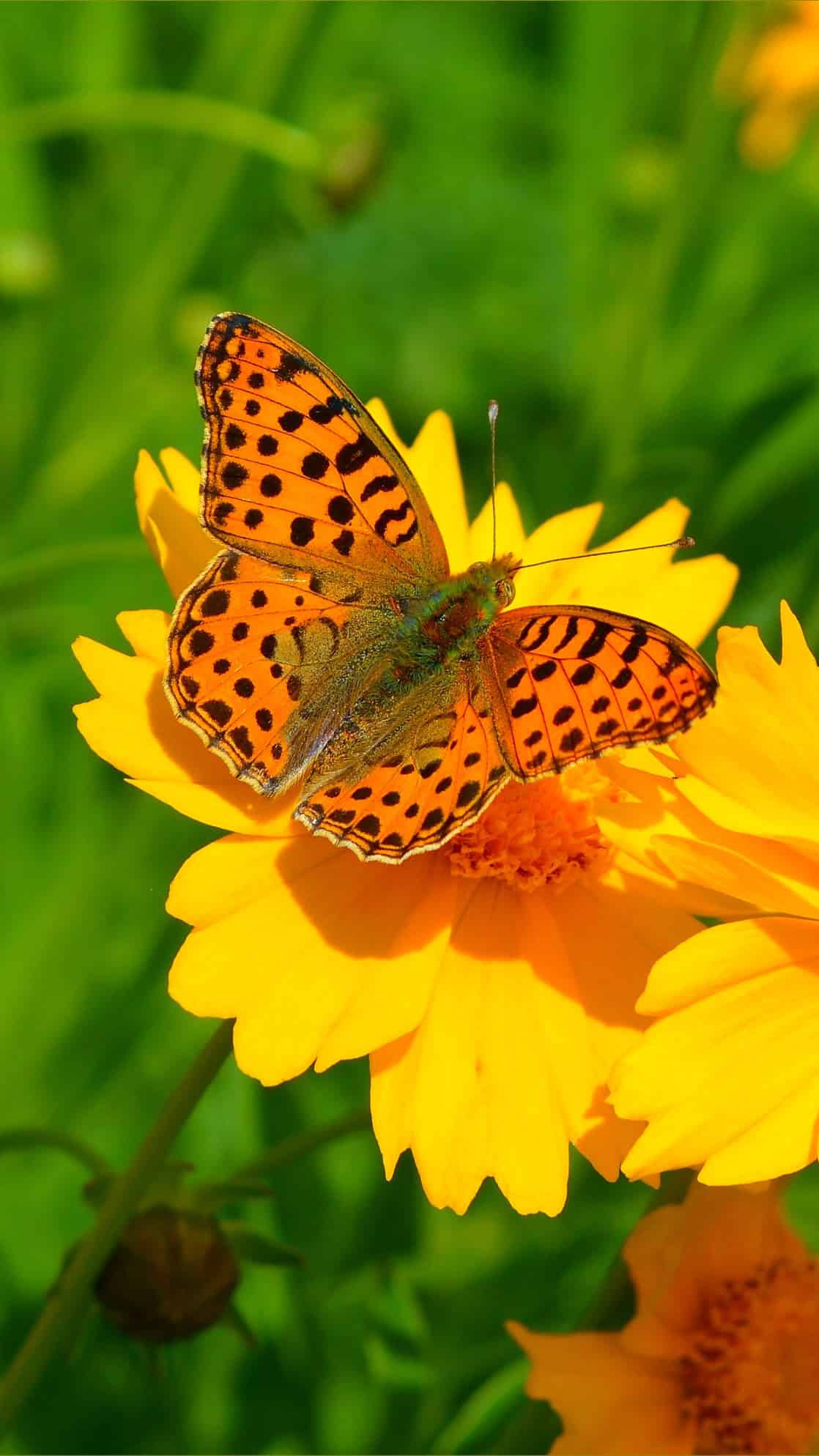 今日萌宠壁纸 008