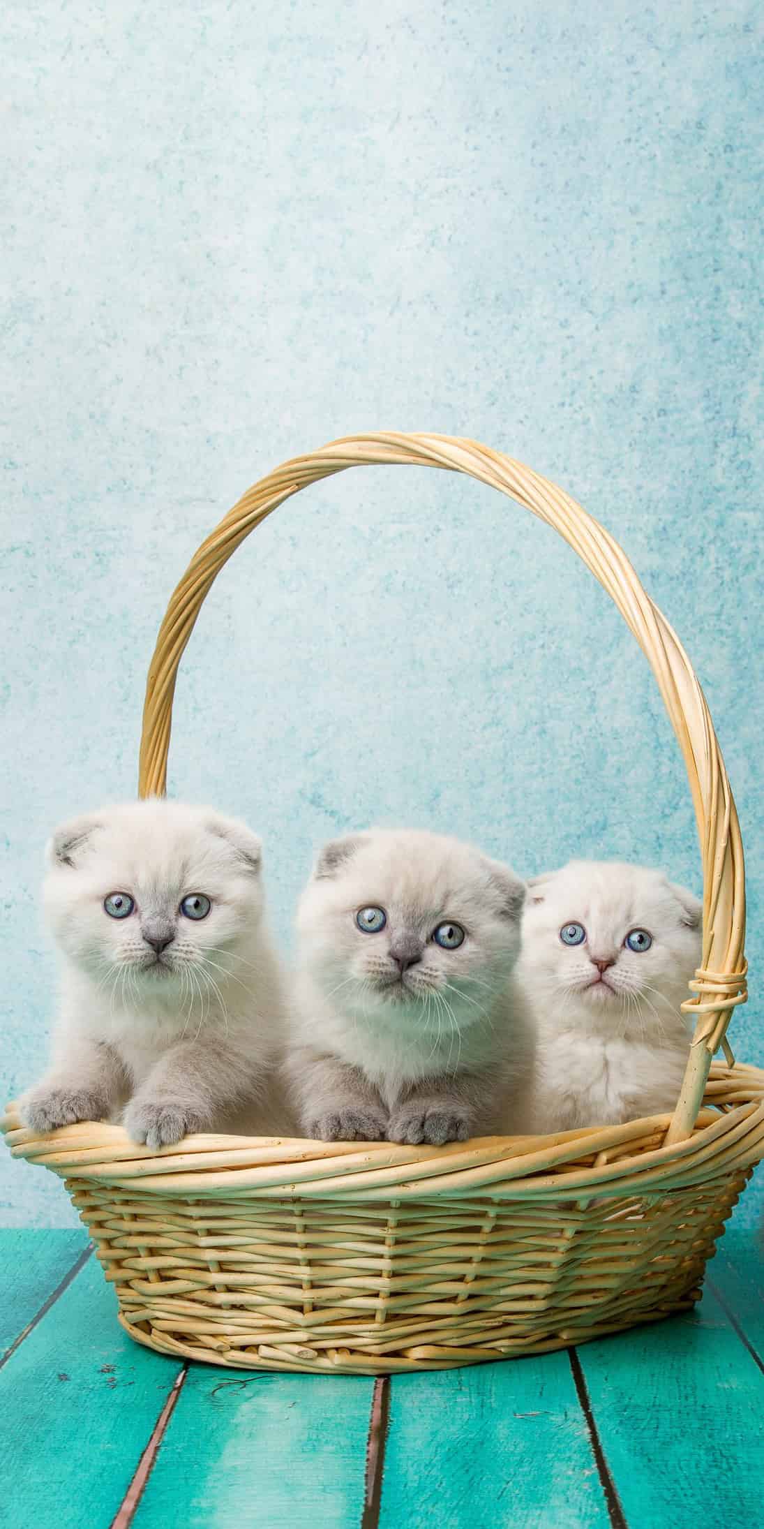 今日萌宠壁纸 008