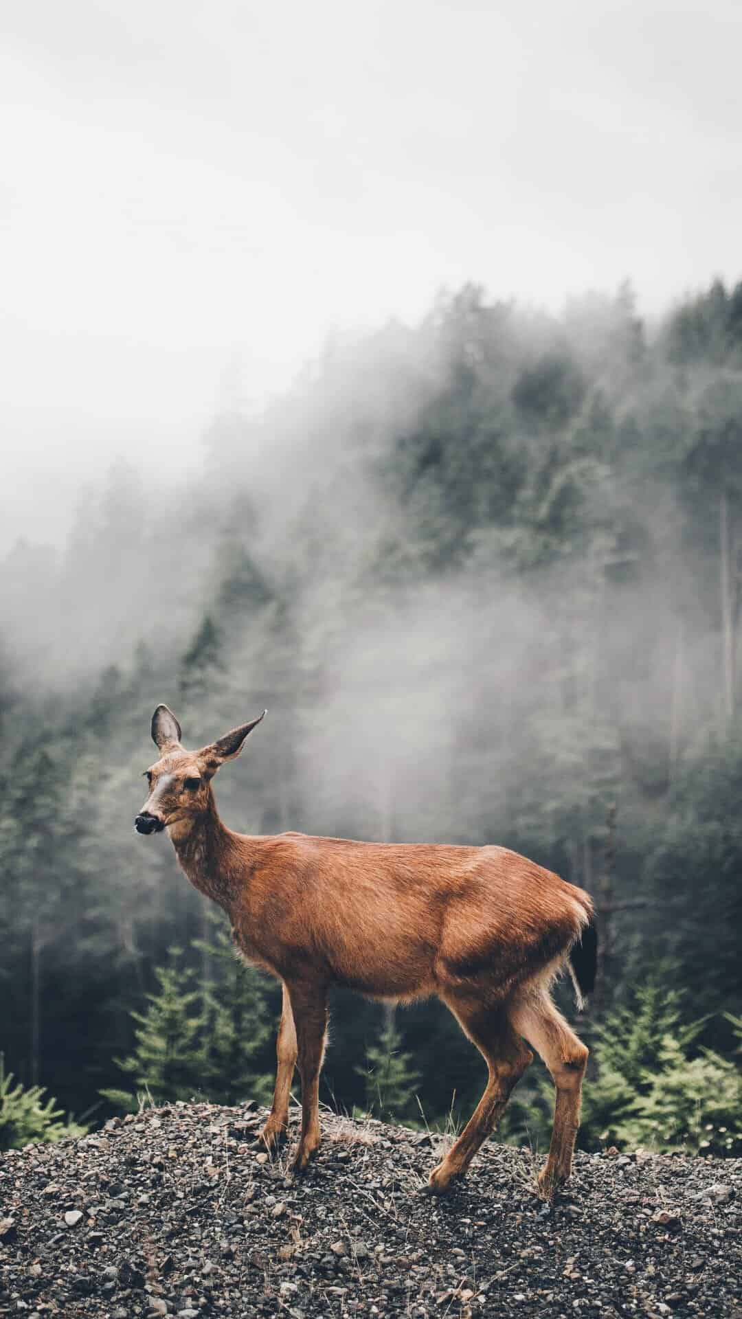今日萌宠壁纸 009