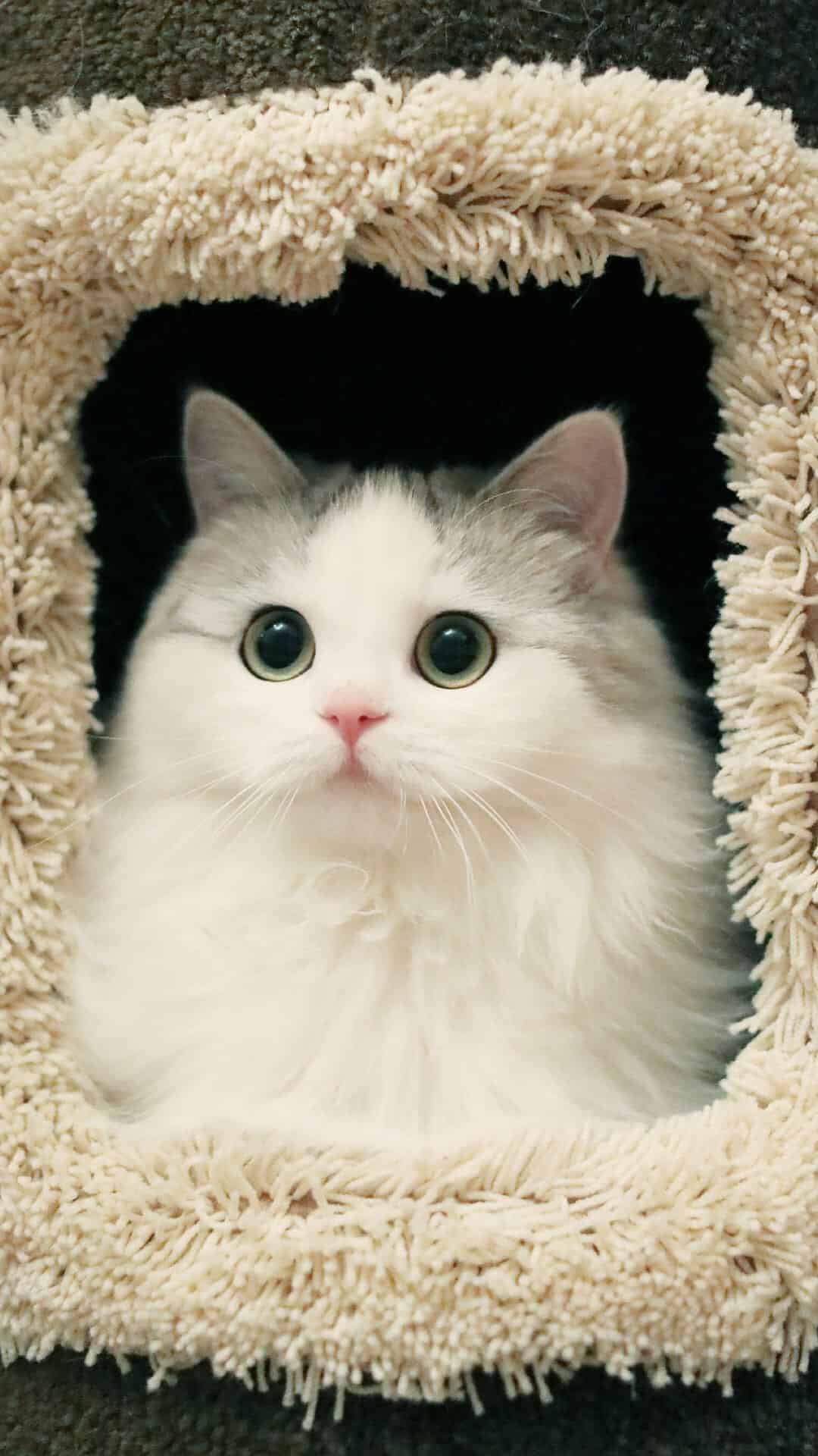 今日萌宠壁纸 009