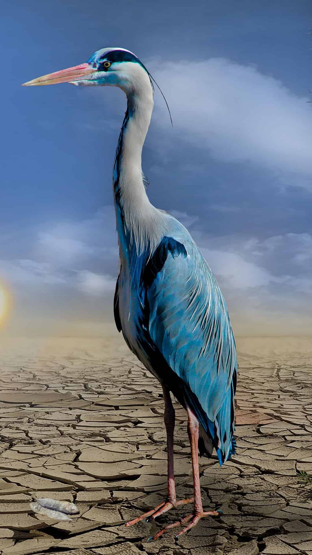 今日萌宠壁纸 009