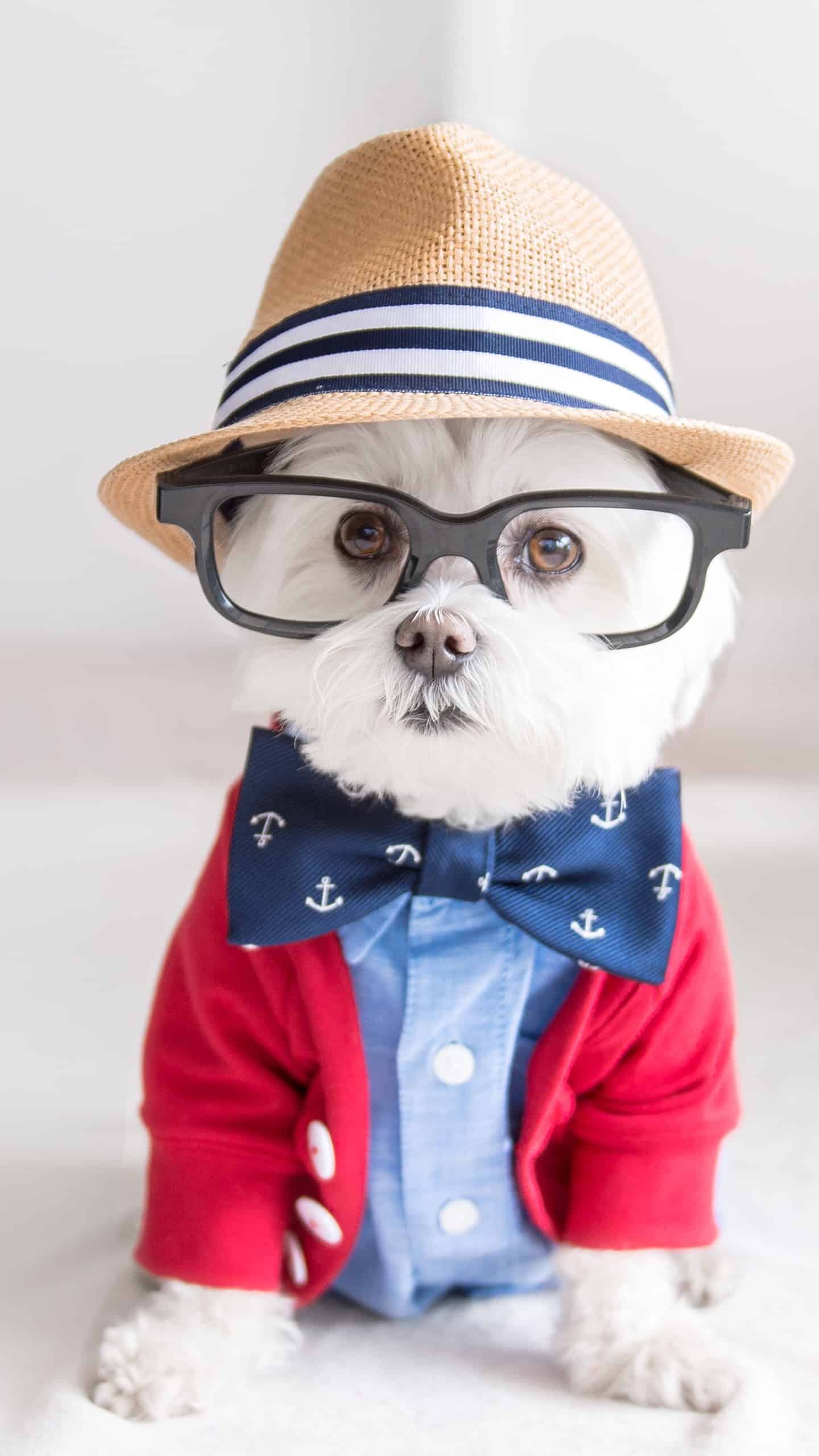 今日萌宠壁纸 009