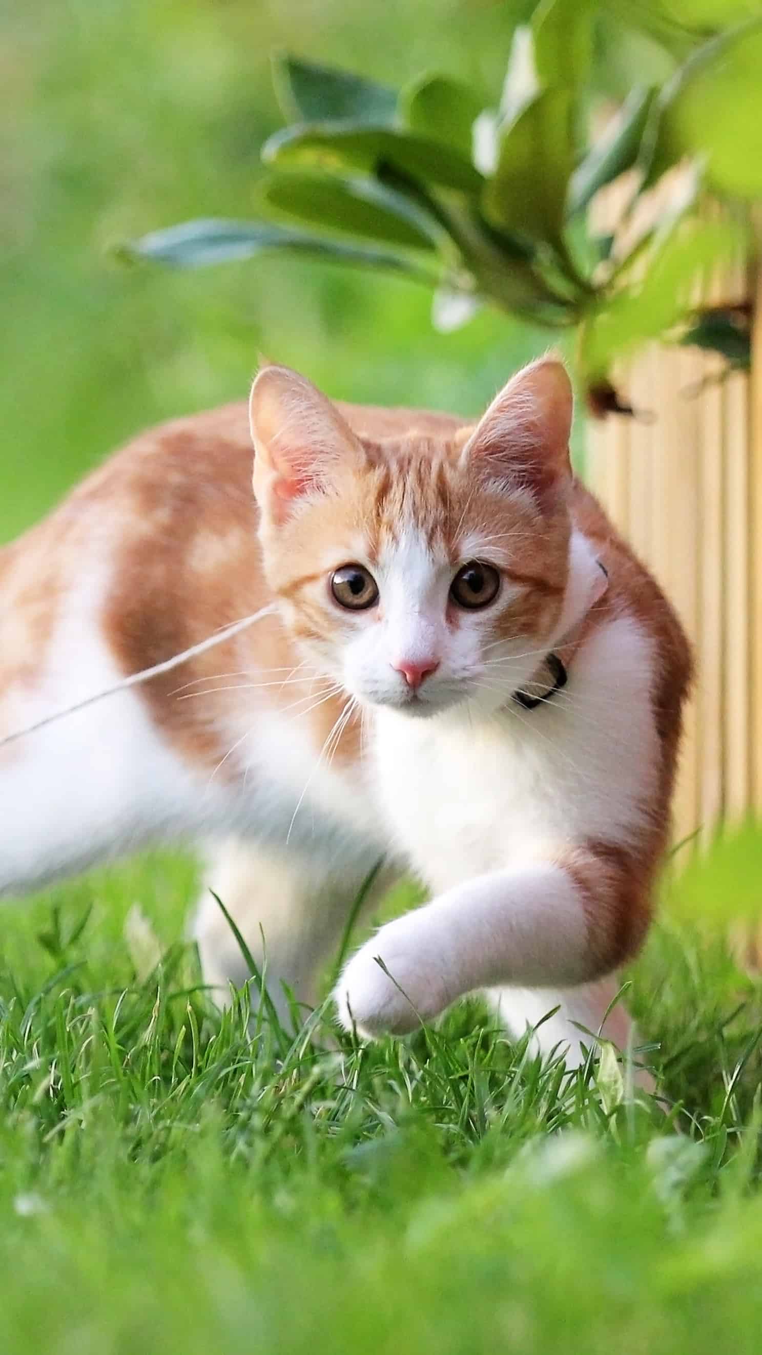 今日萌宠壁纸 009