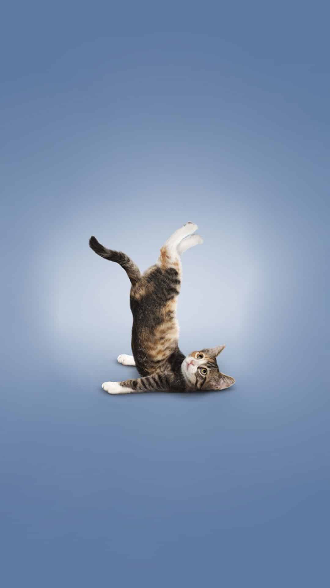 今日萌宠壁纸 009