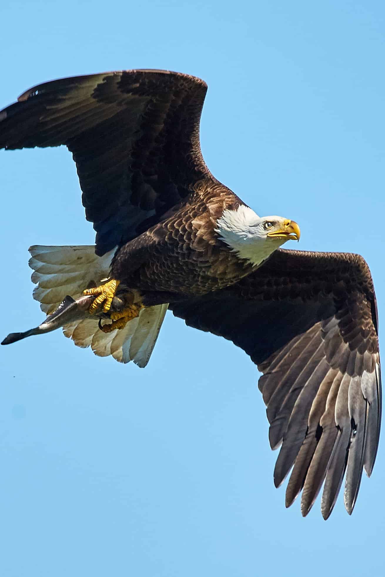 今日萌宠壁纸 009