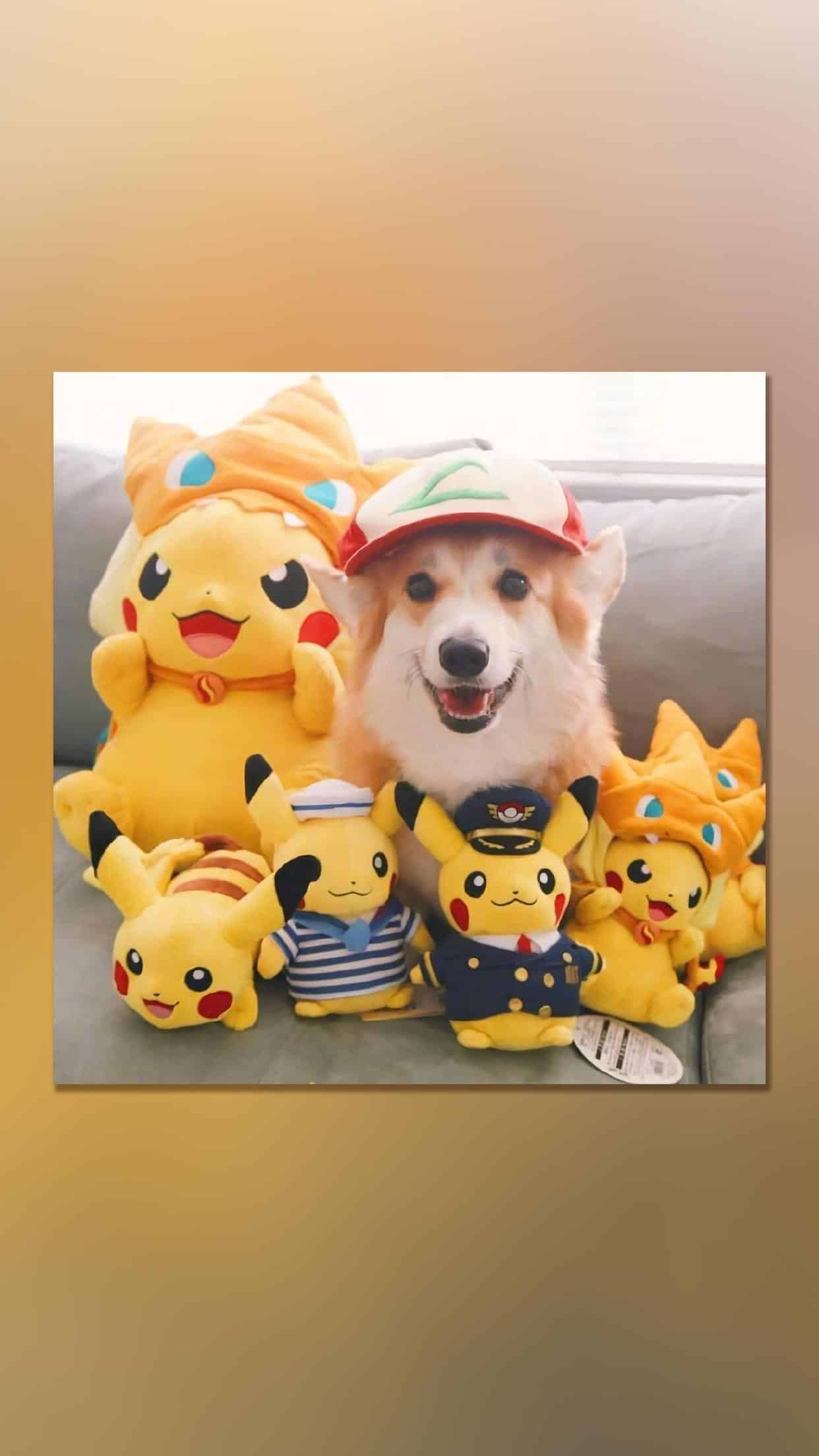 今日萌宠壁纸 010