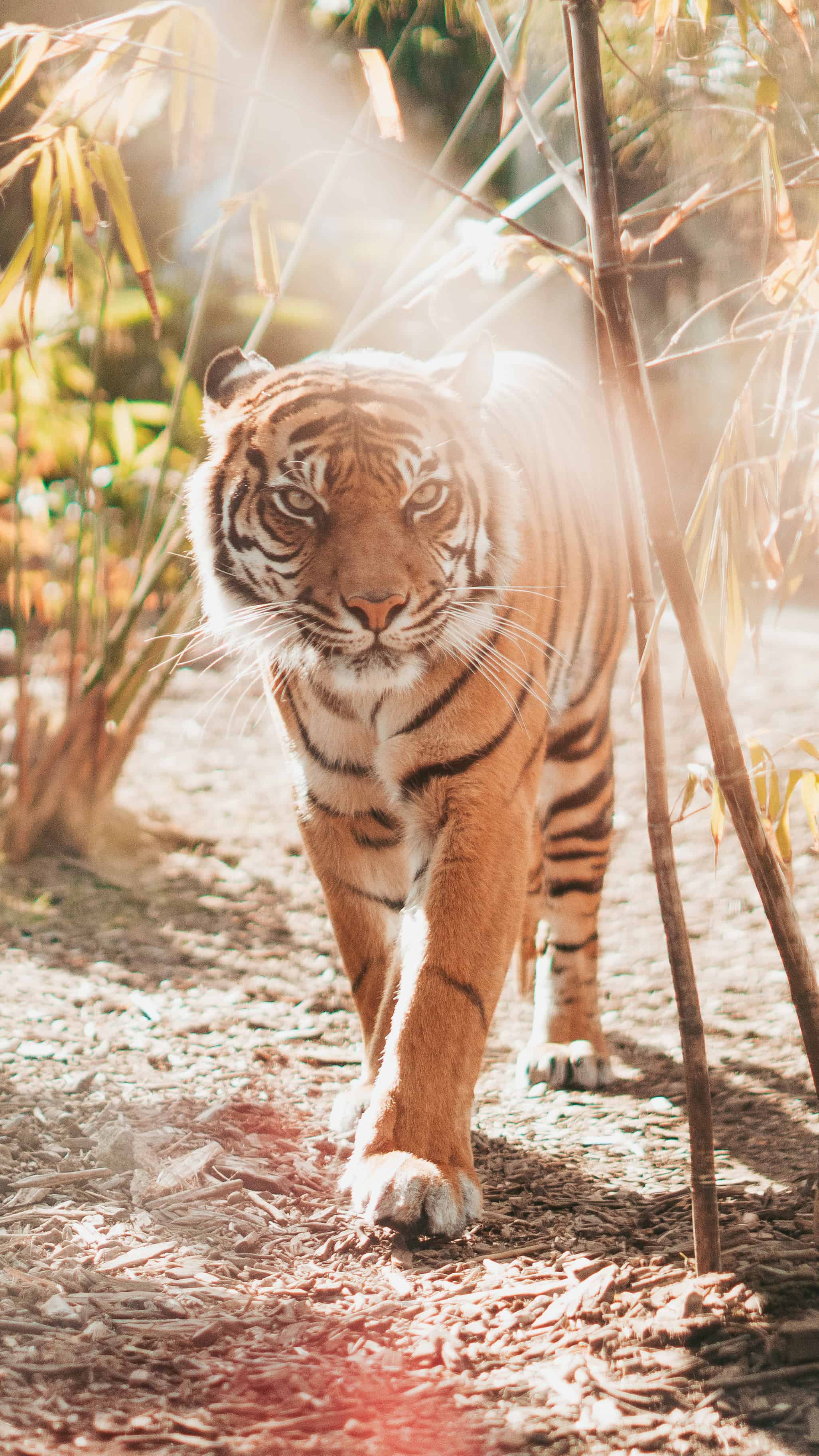 今日萌宠壁纸 010