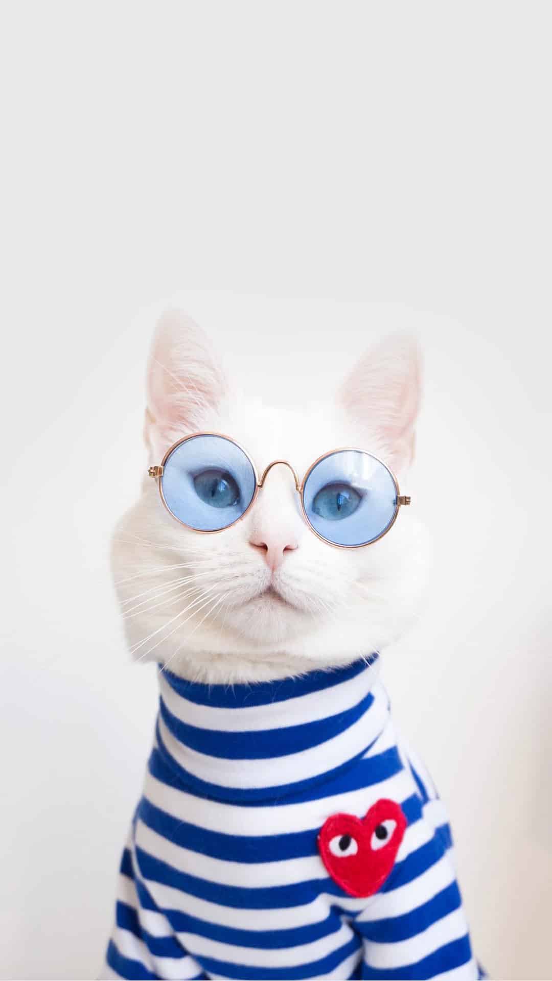 今日萌宠壁纸 010