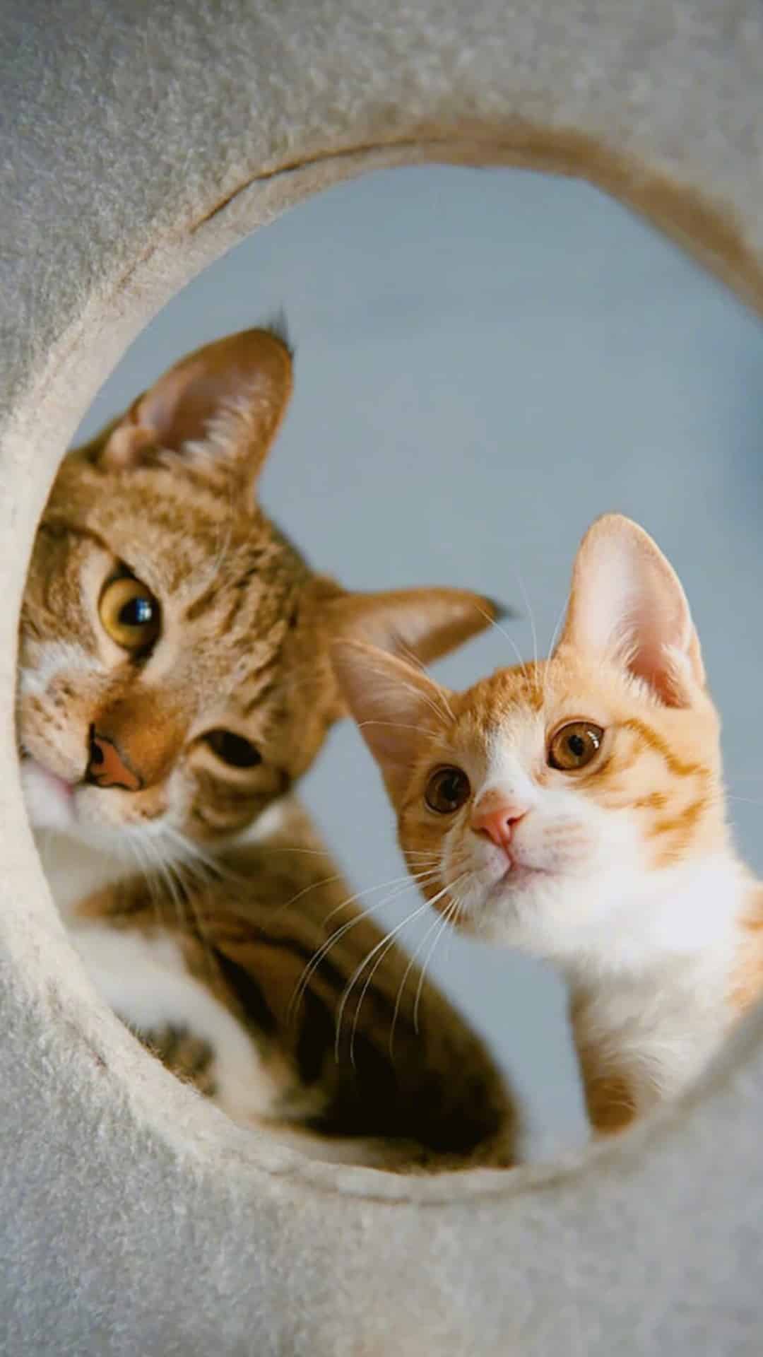 今日萌宠壁纸 010