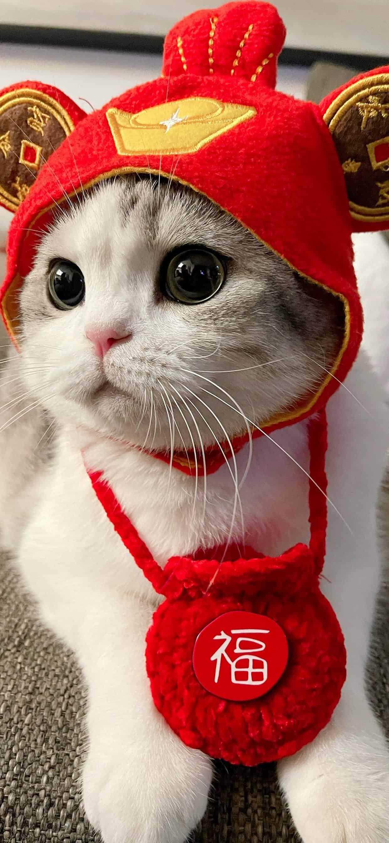 今日萌宠壁纸 010