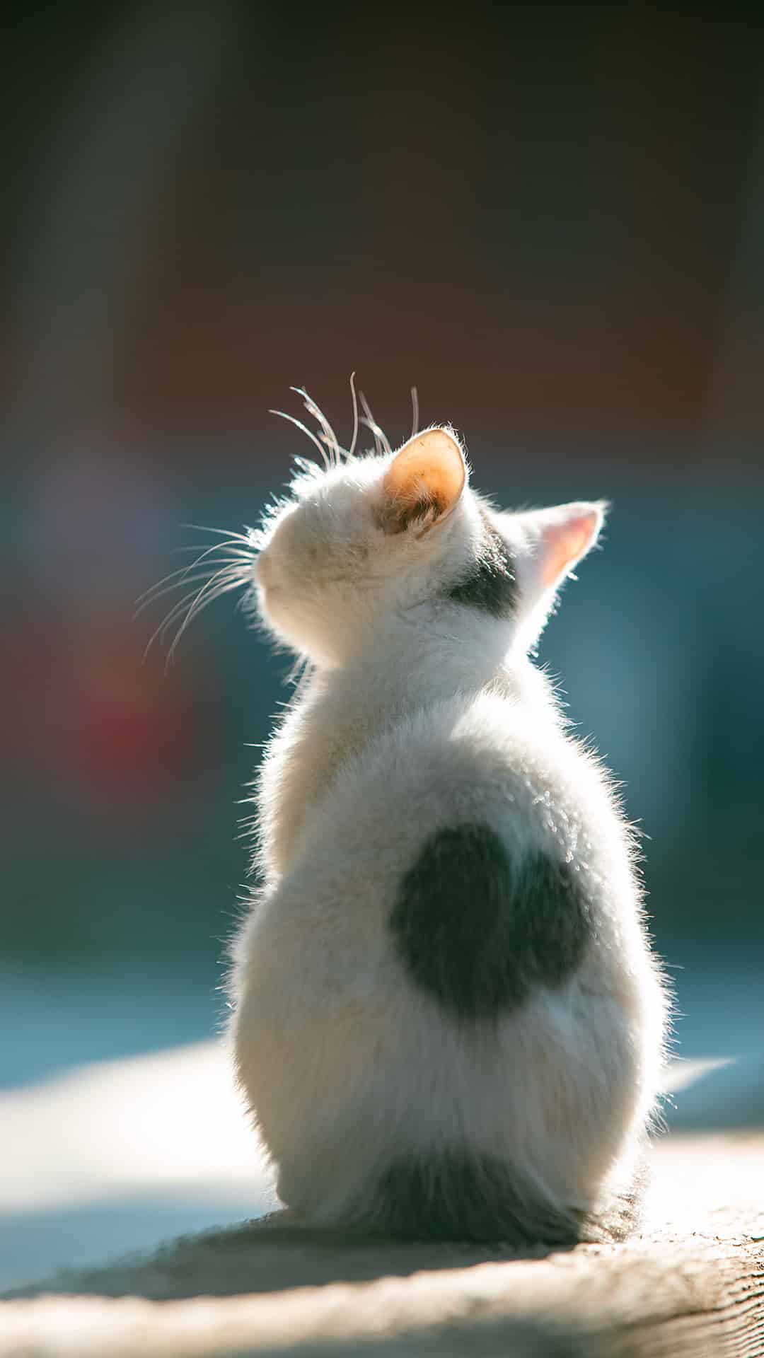 今日萌宠壁纸 010