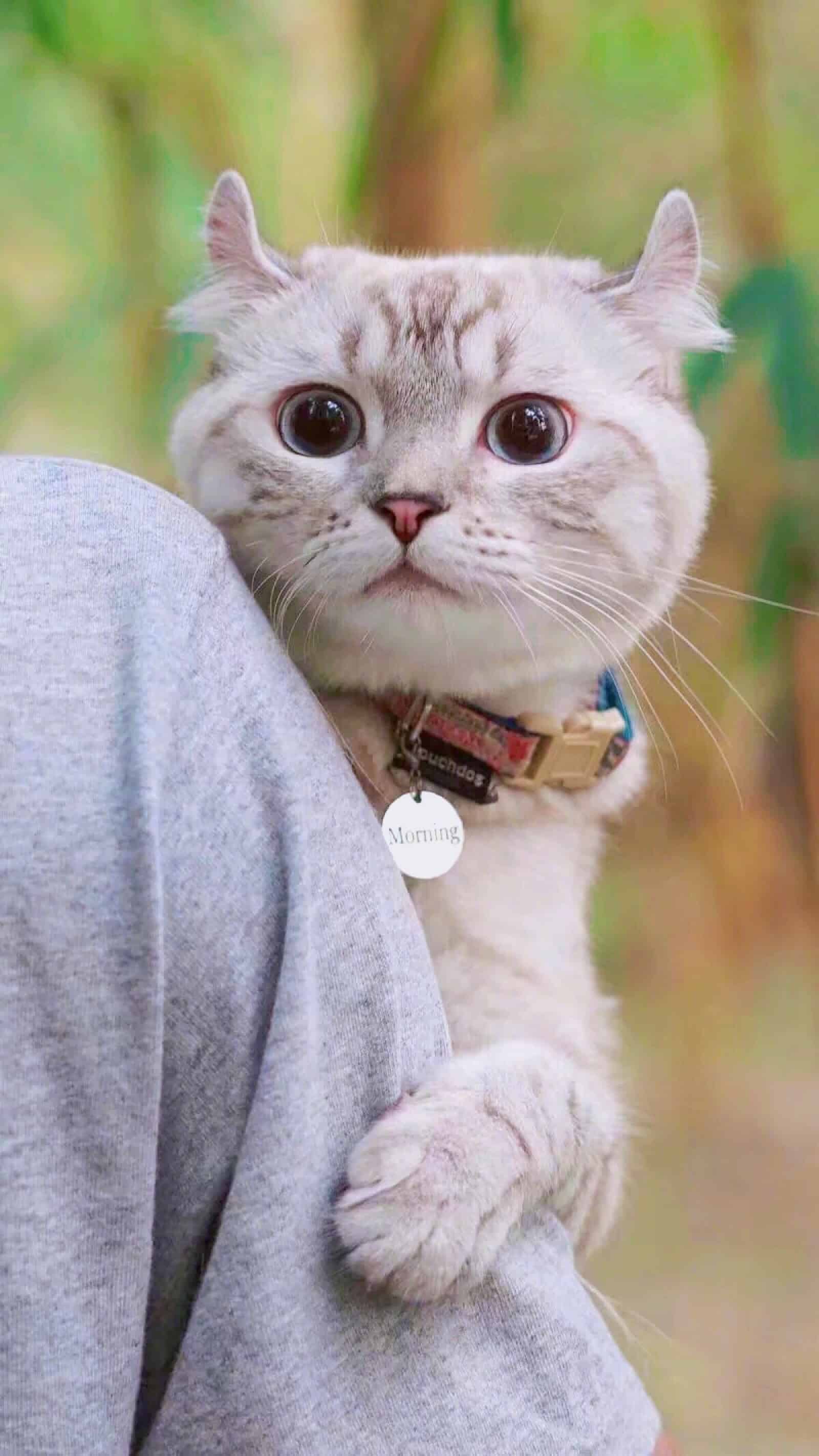 今日萌宠壁纸 010