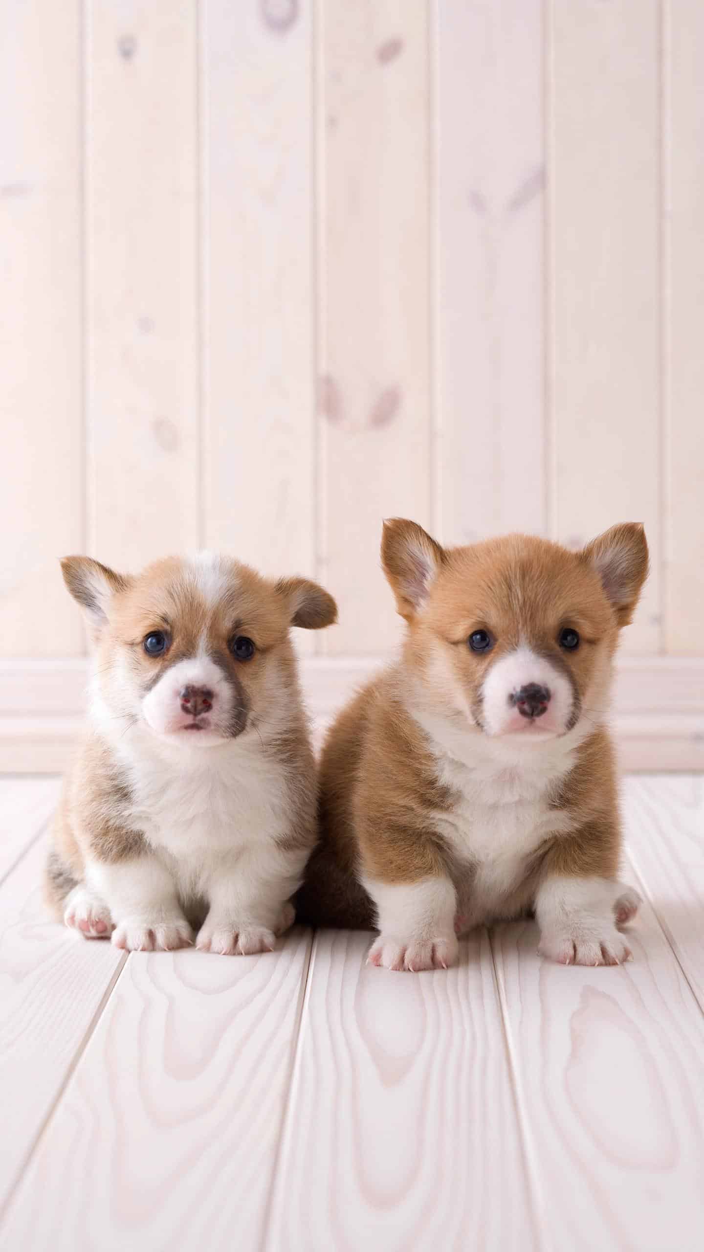 今日萌宠壁纸 010