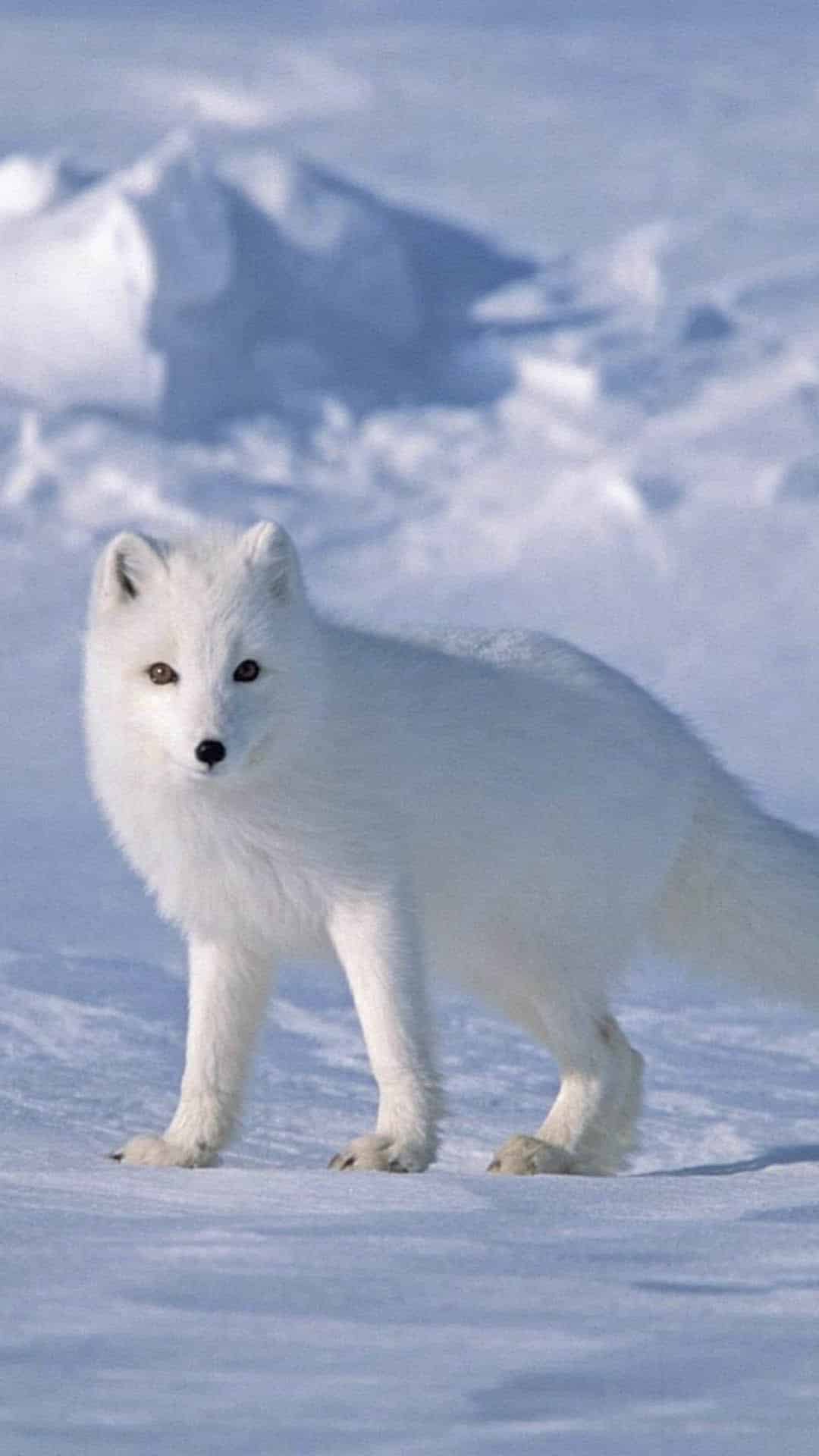 今日萌宠壁纸 011