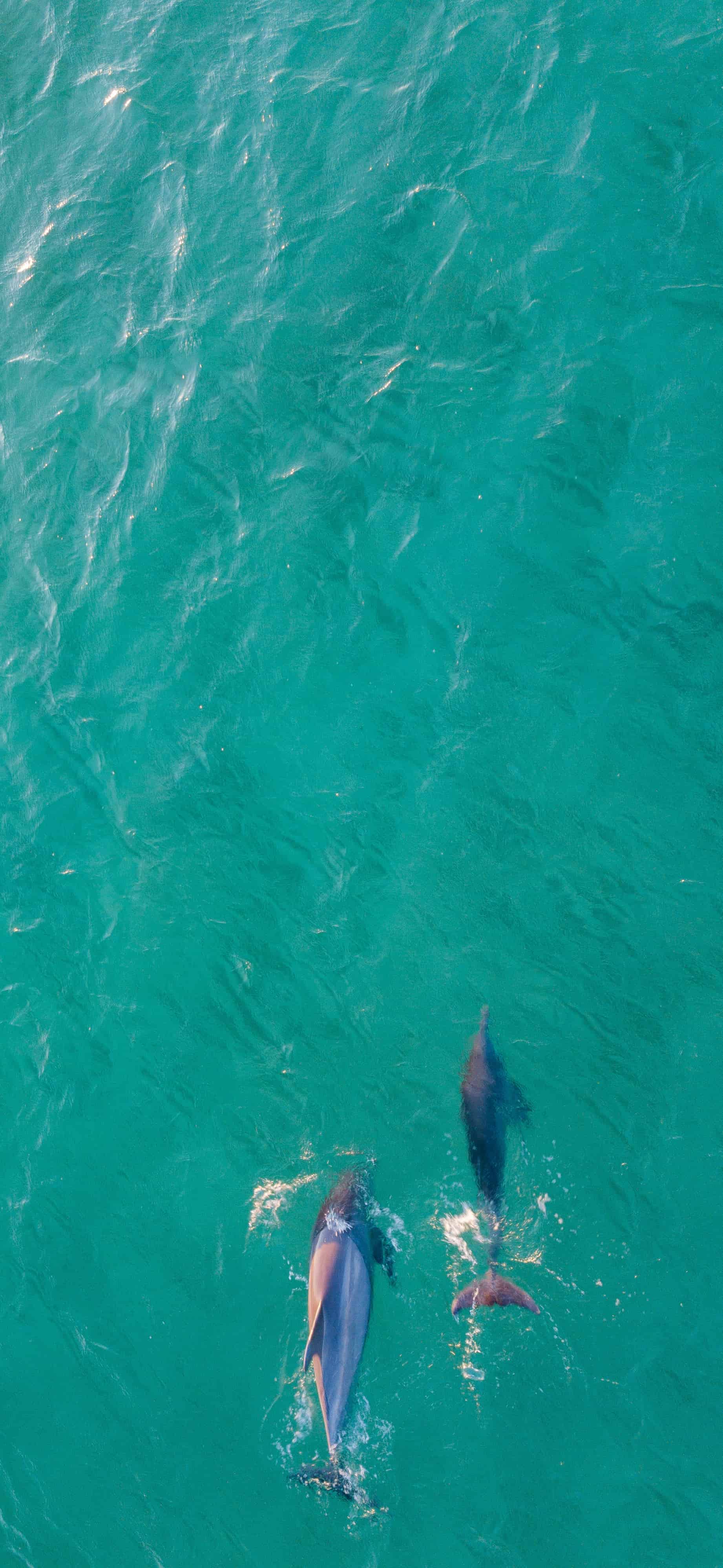 今日萌宠壁纸 011