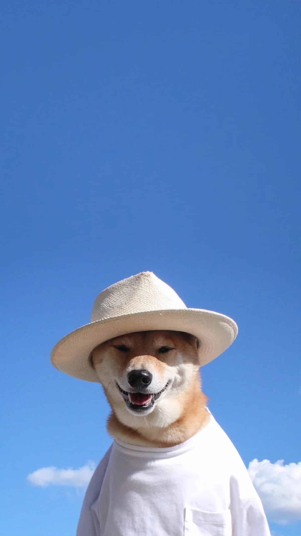 今日萌宠壁纸 011