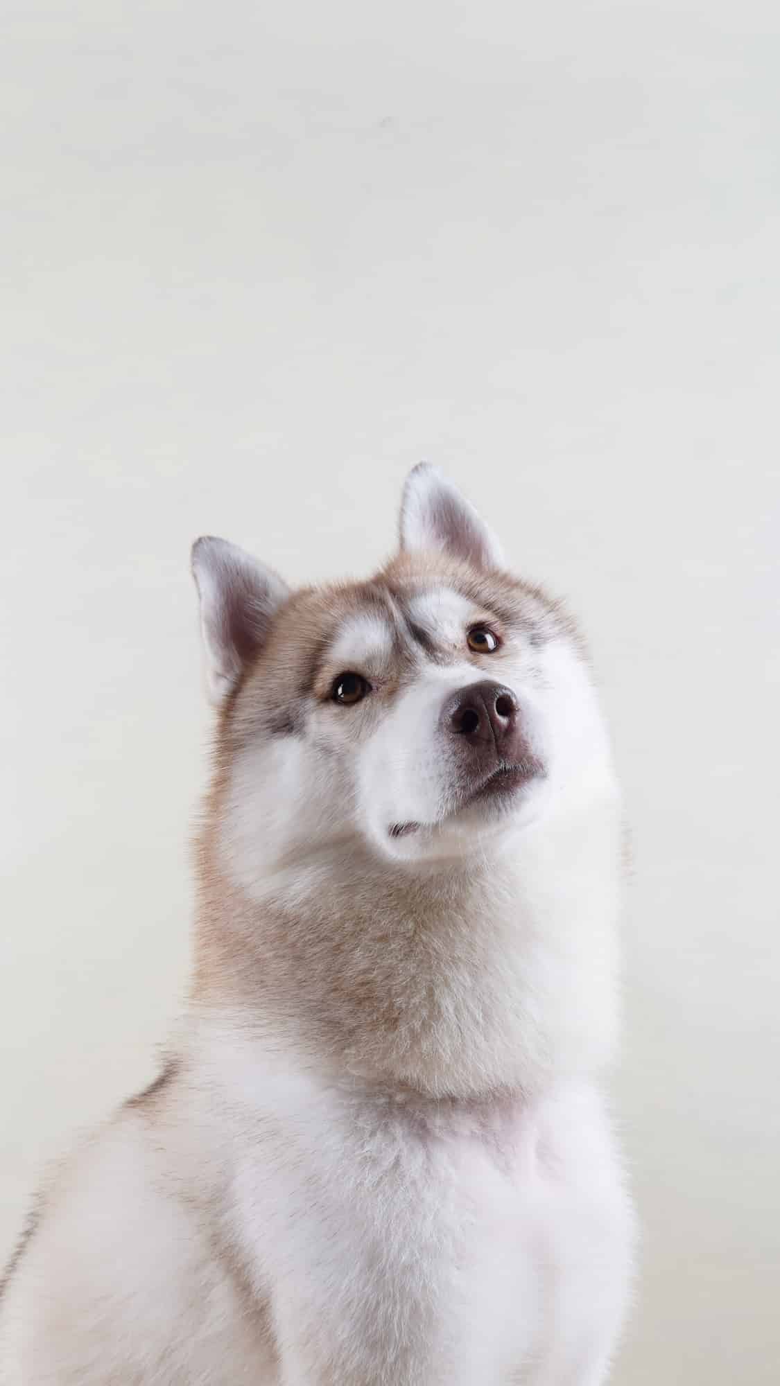 今日萌宠壁纸 011