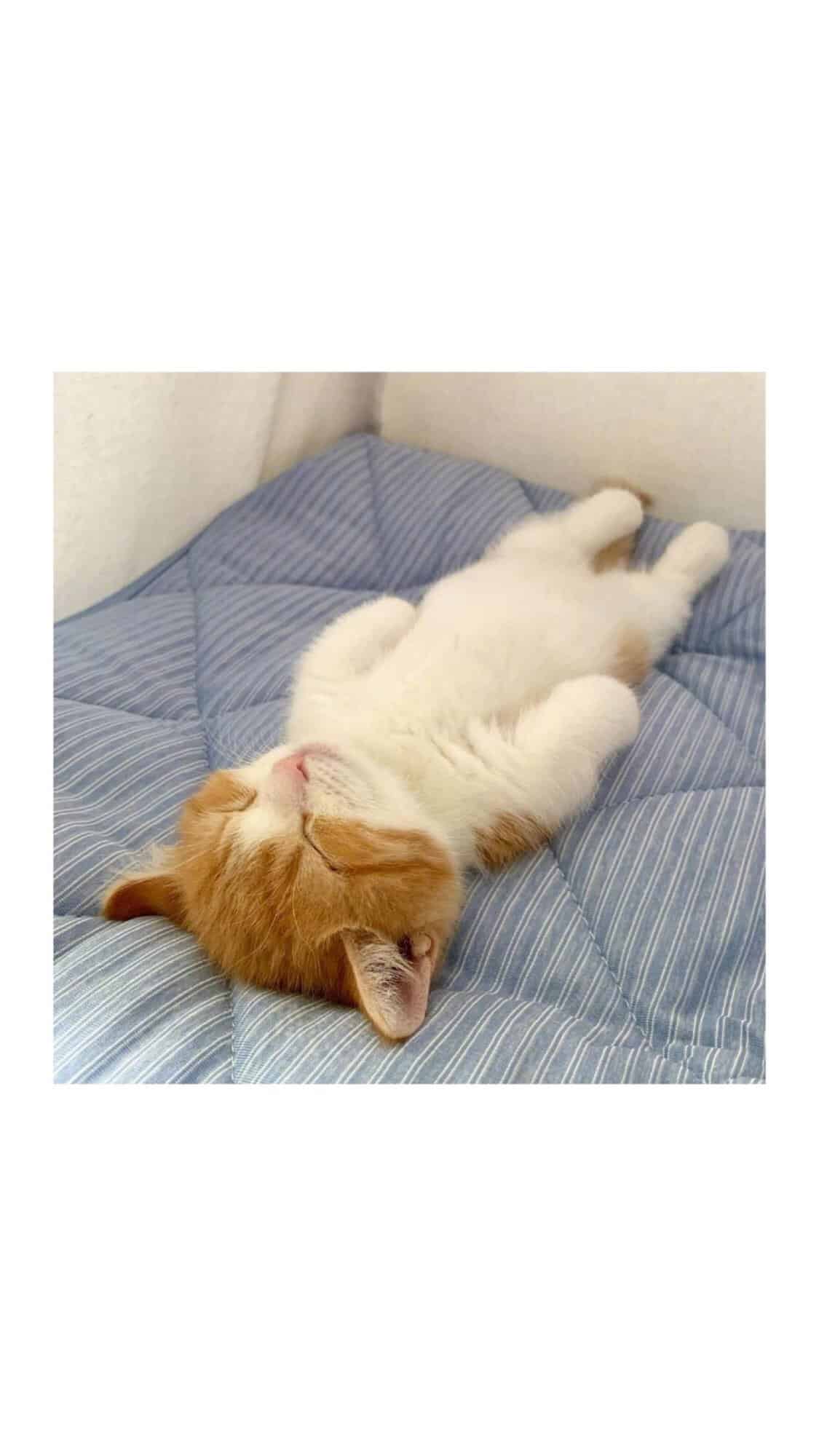 今日萌宠壁纸 011