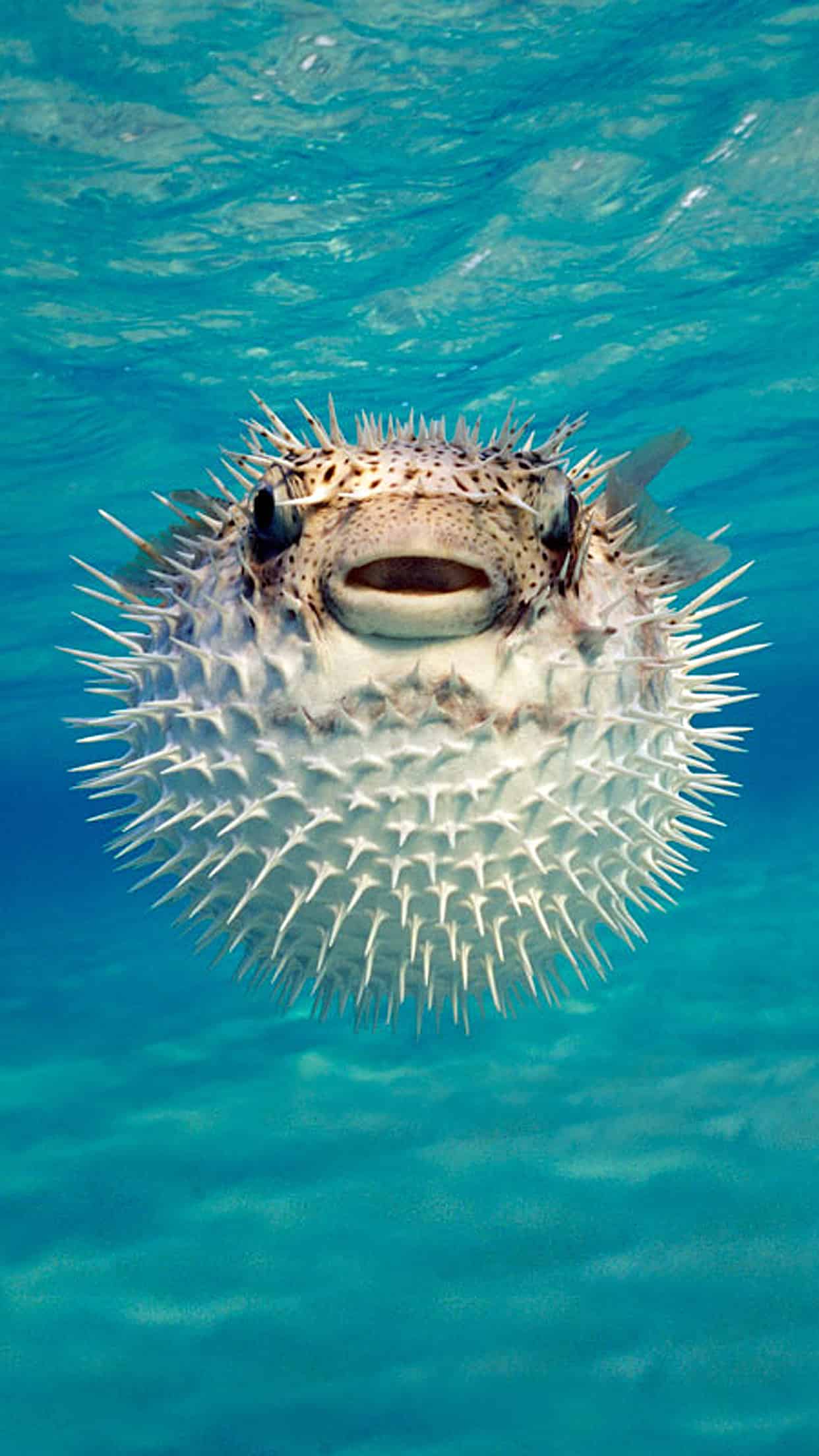 今日萌宠壁纸 011