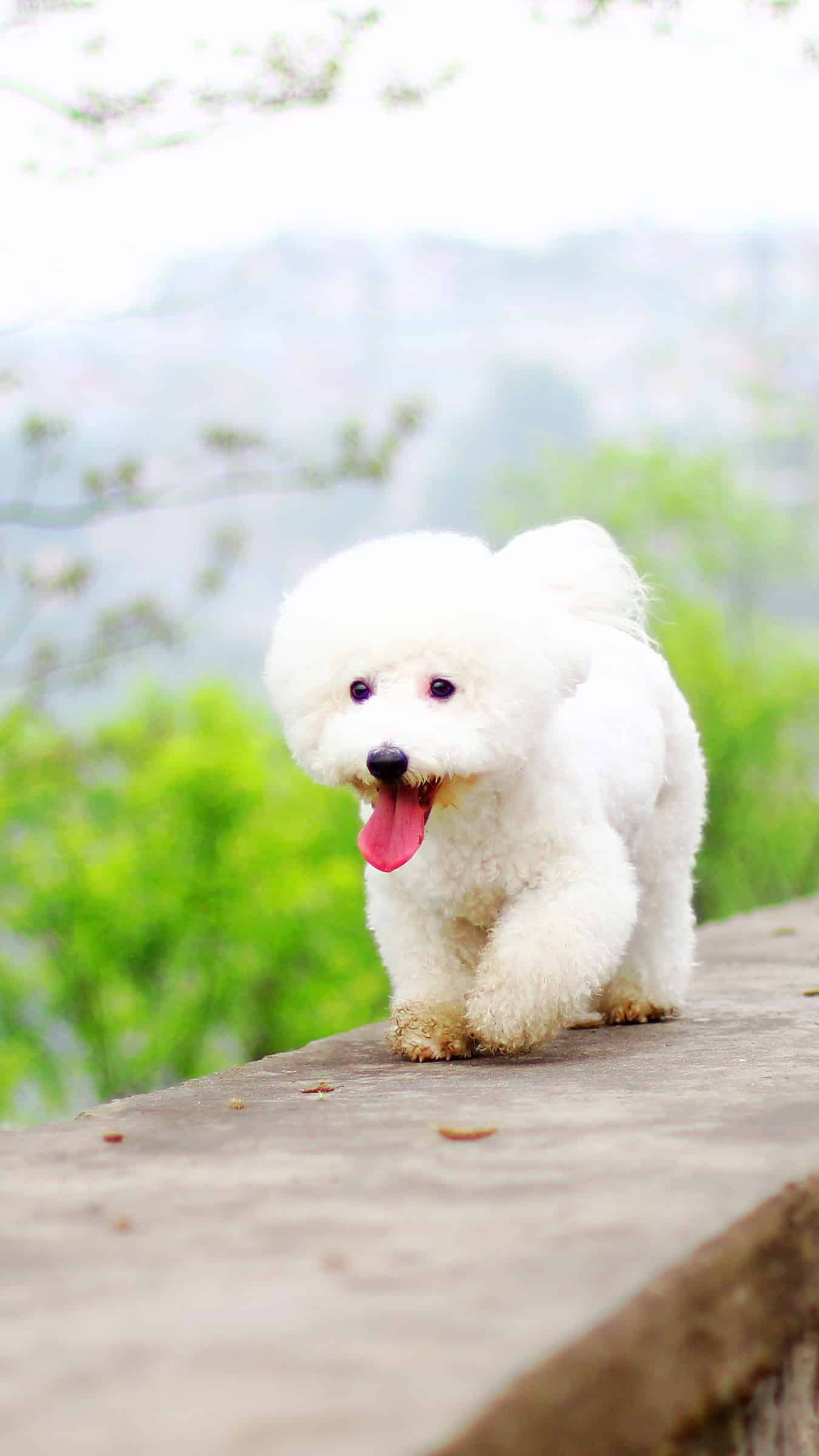 今日萌宠壁纸 012