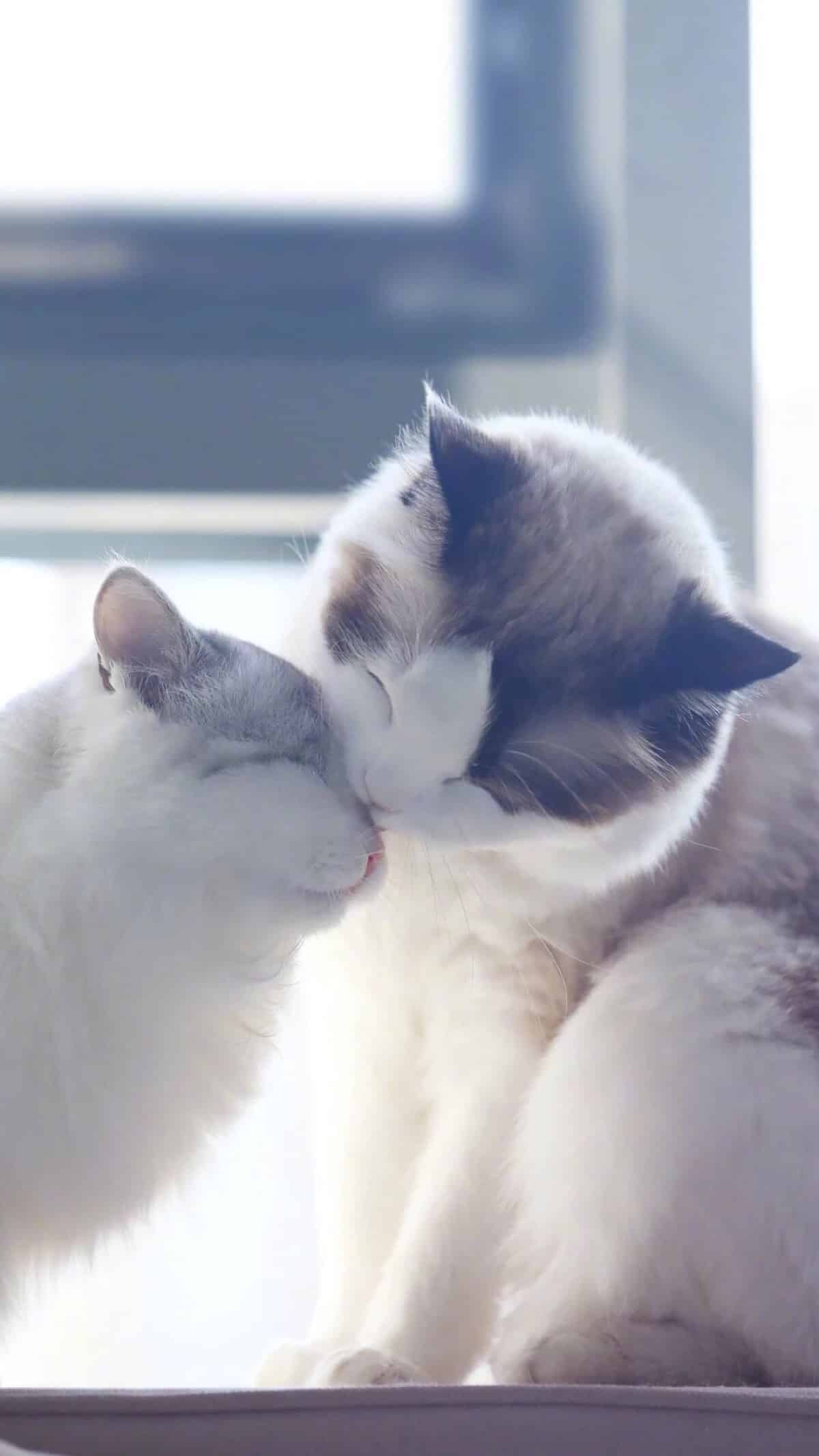 今日萌宠壁纸 012