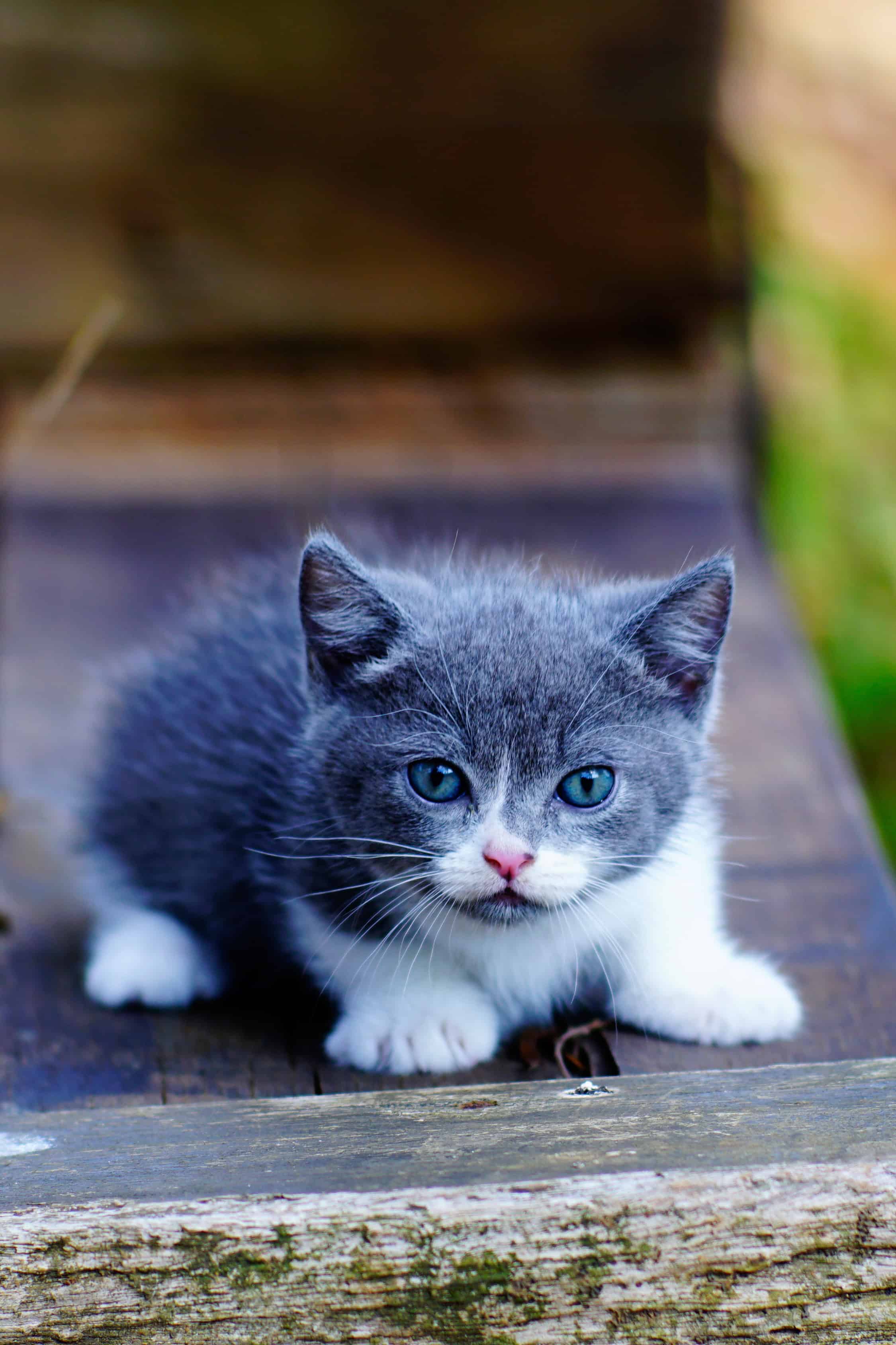 今日萌宠壁纸 012