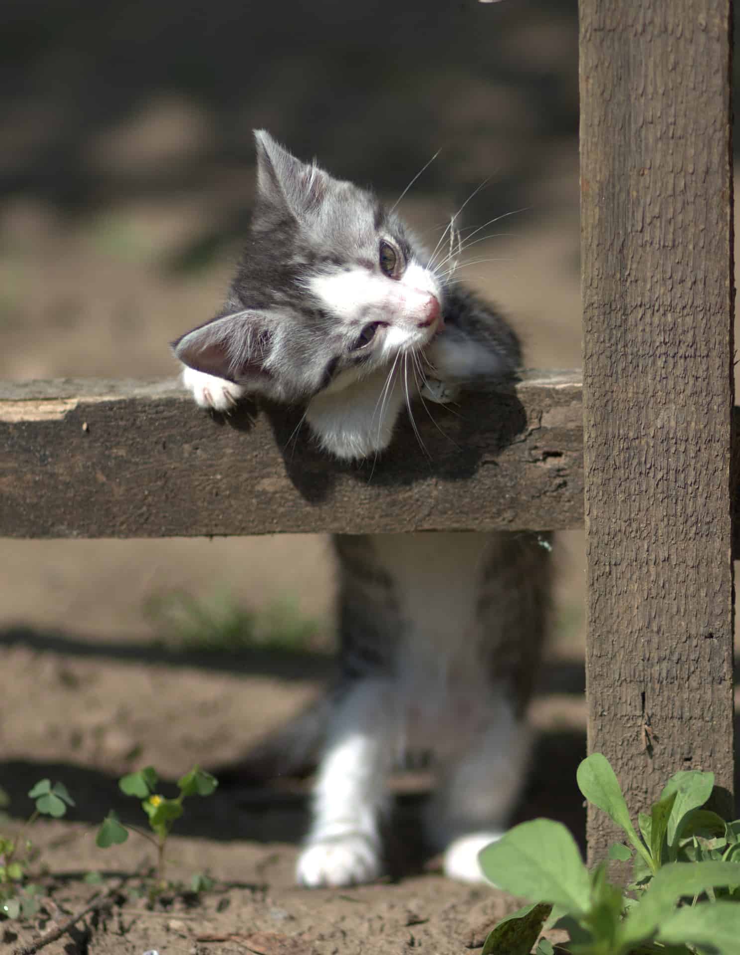 今日萌宠壁纸 012