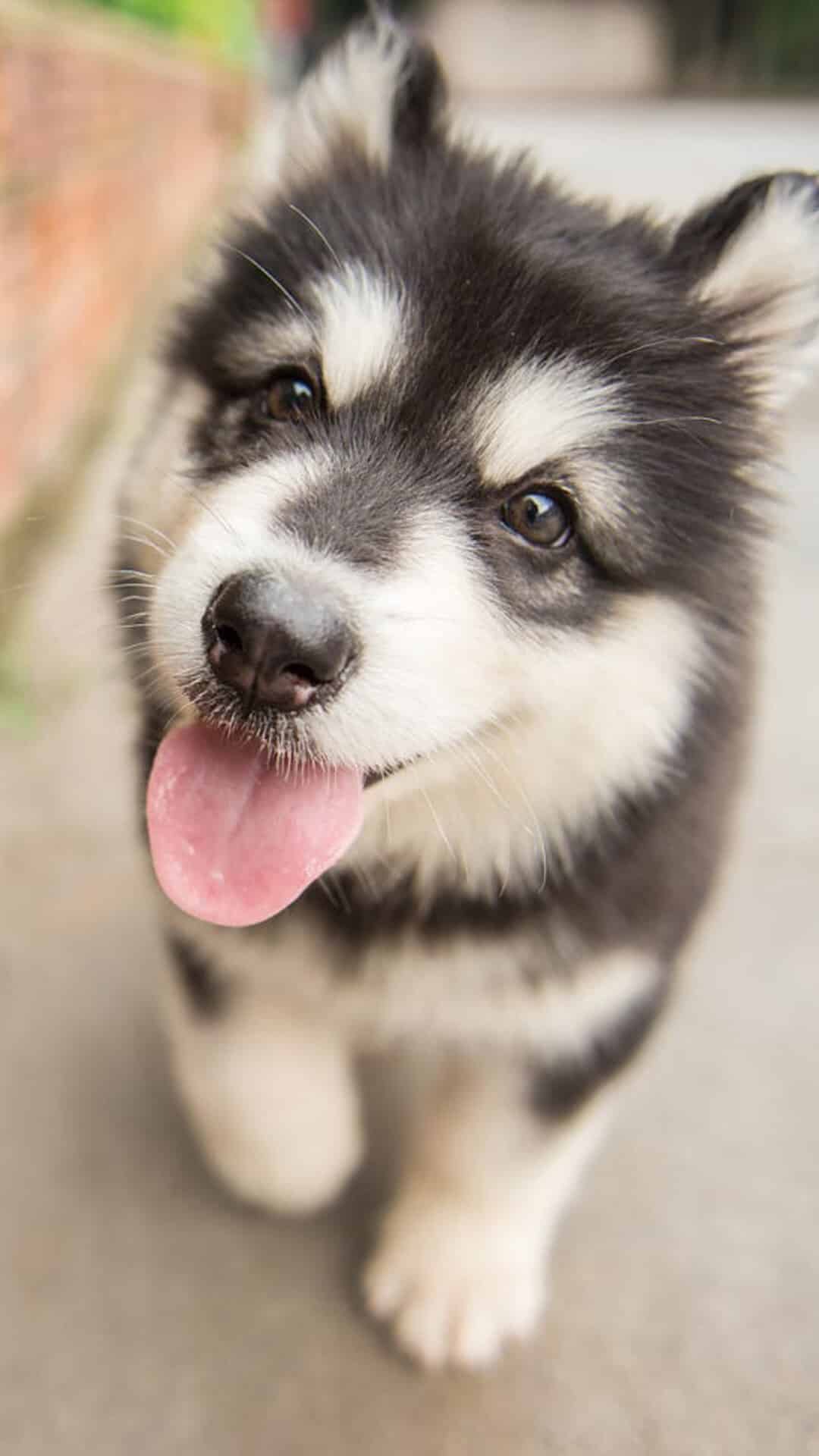 今日萌宠壁纸 012