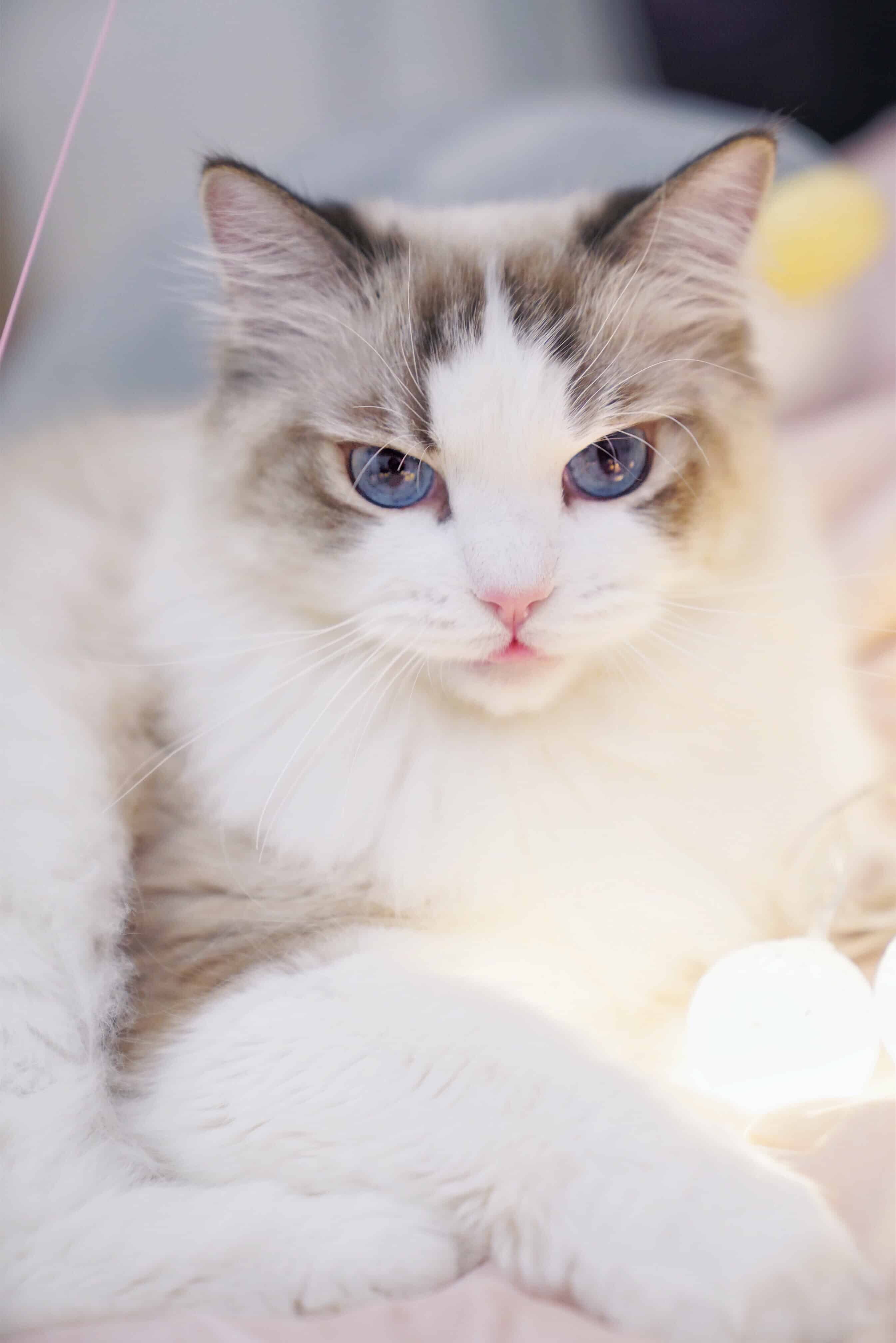 今日萌宠壁纸 012