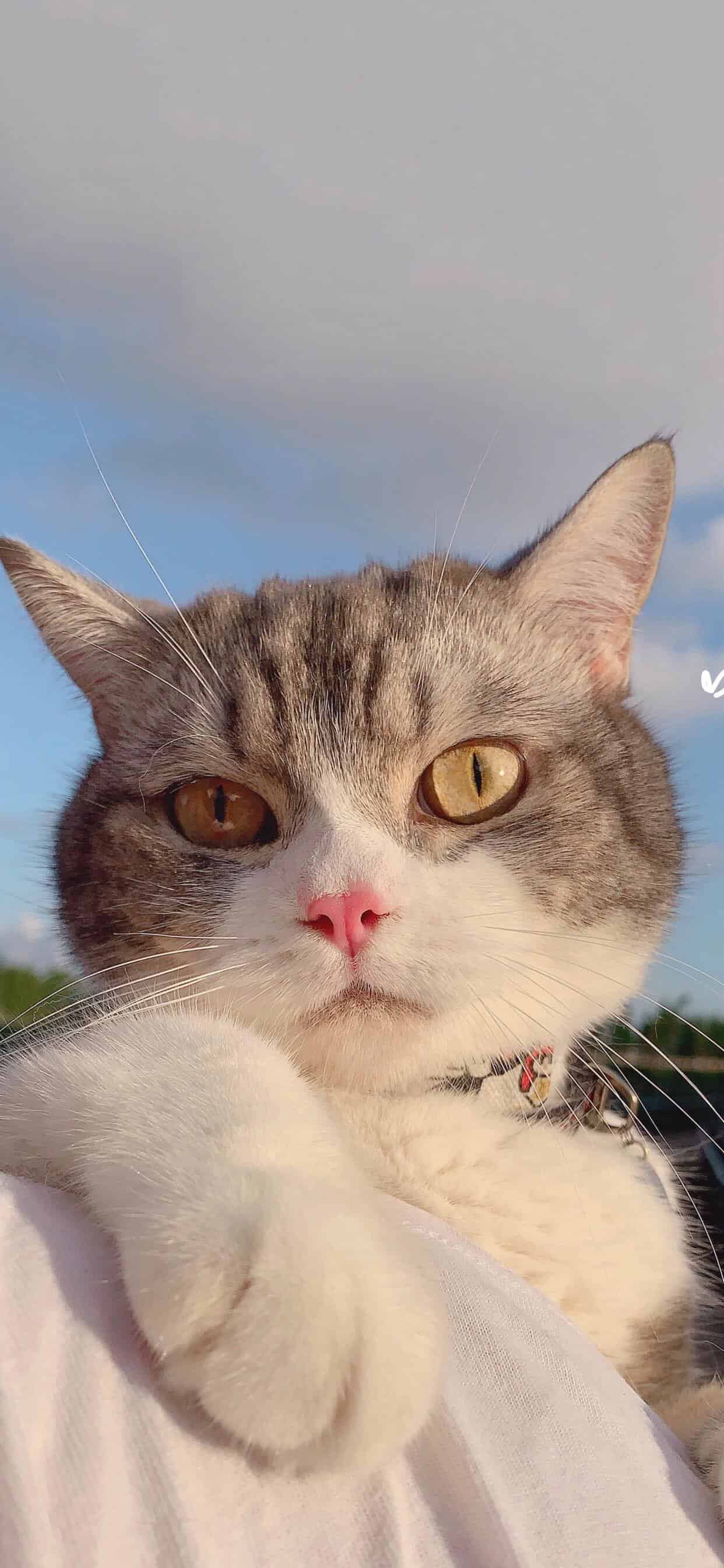 今日萌宠壁纸 012