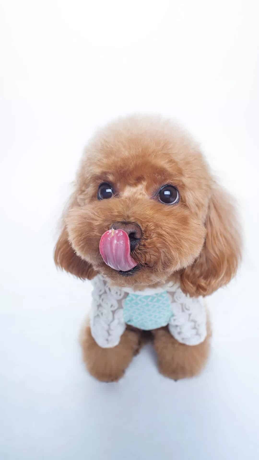 今日萌宠壁纸 012