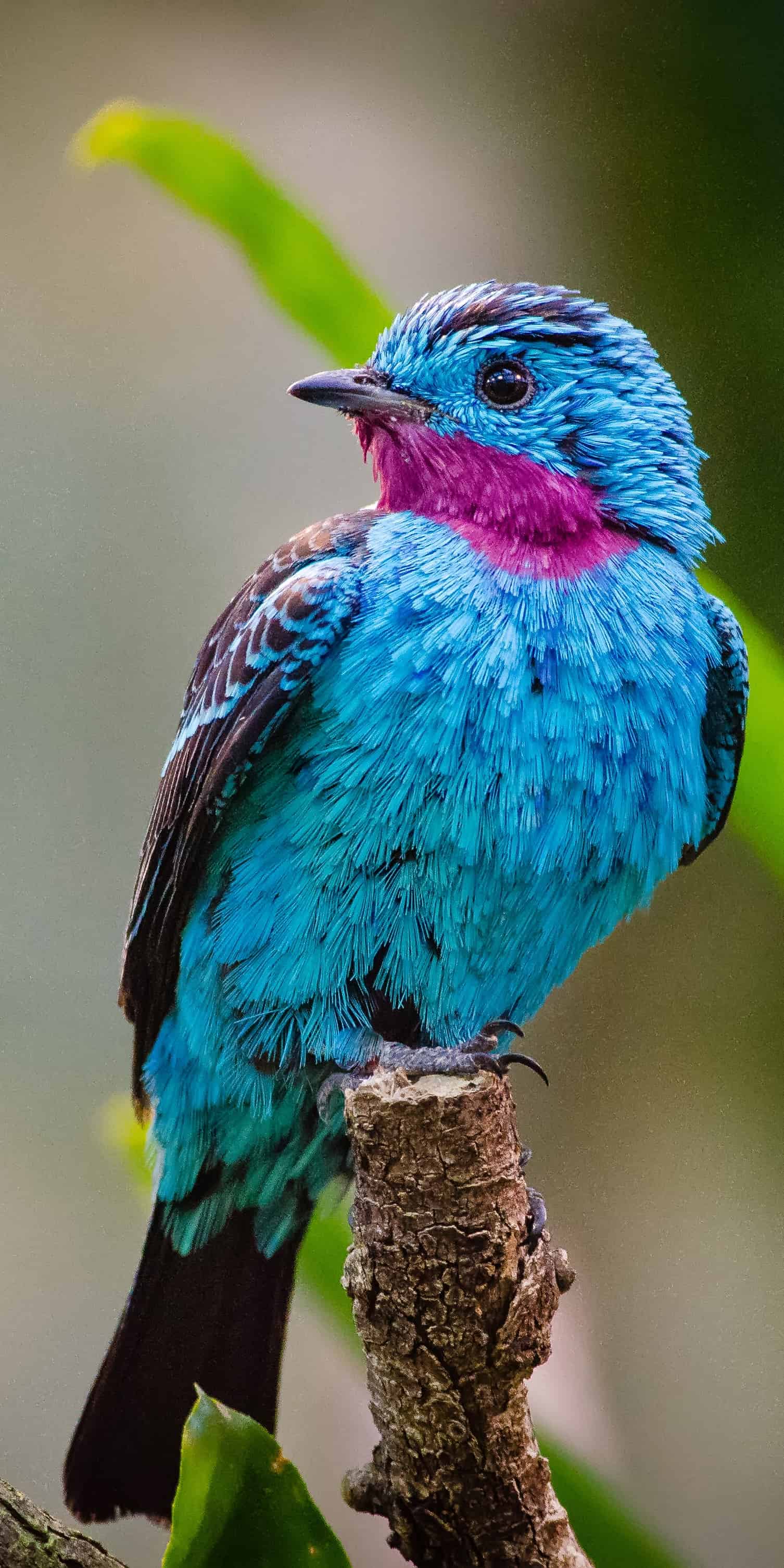 今日萌宠壁纸 013