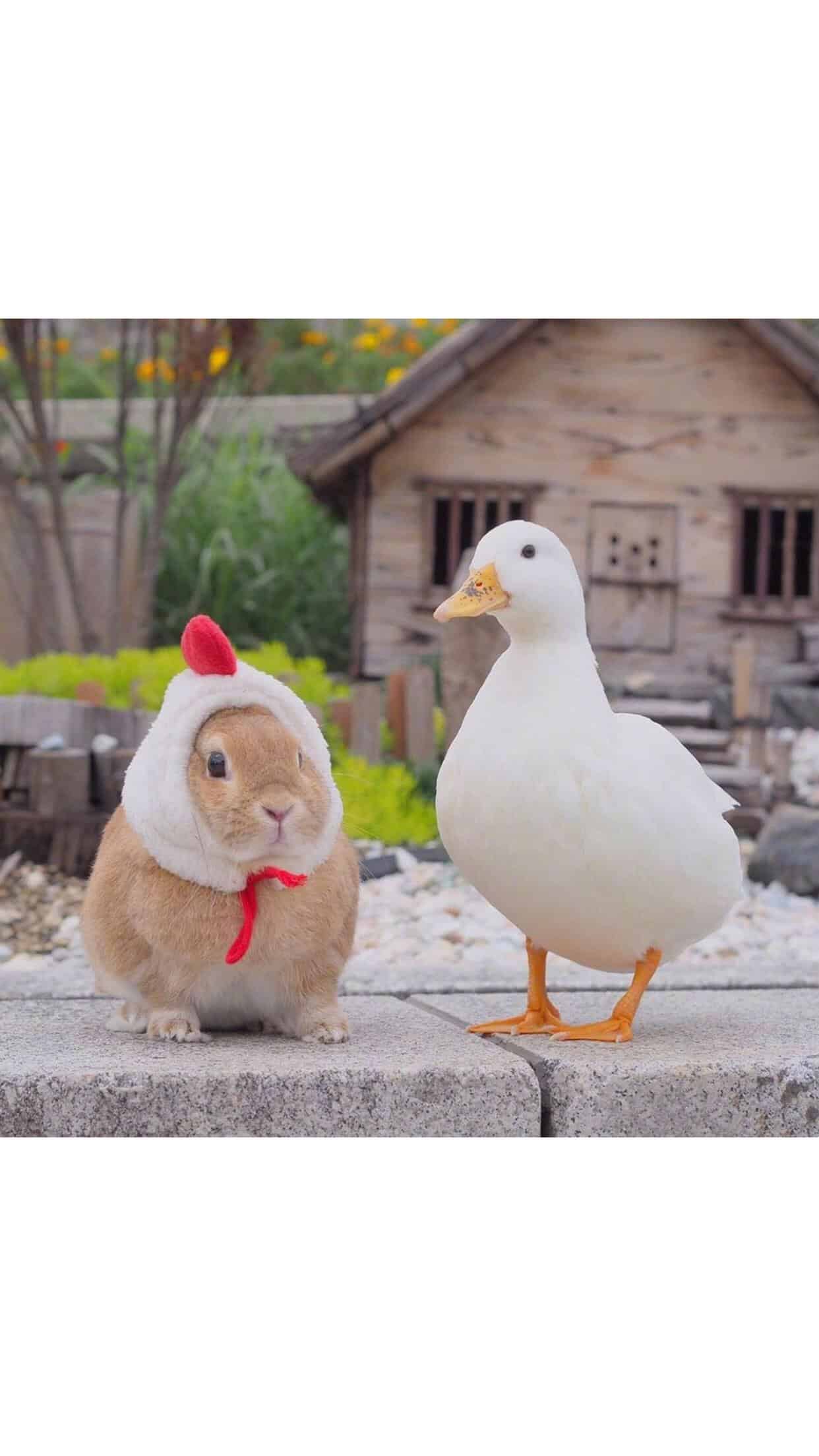 今日萌宠壁纸 013