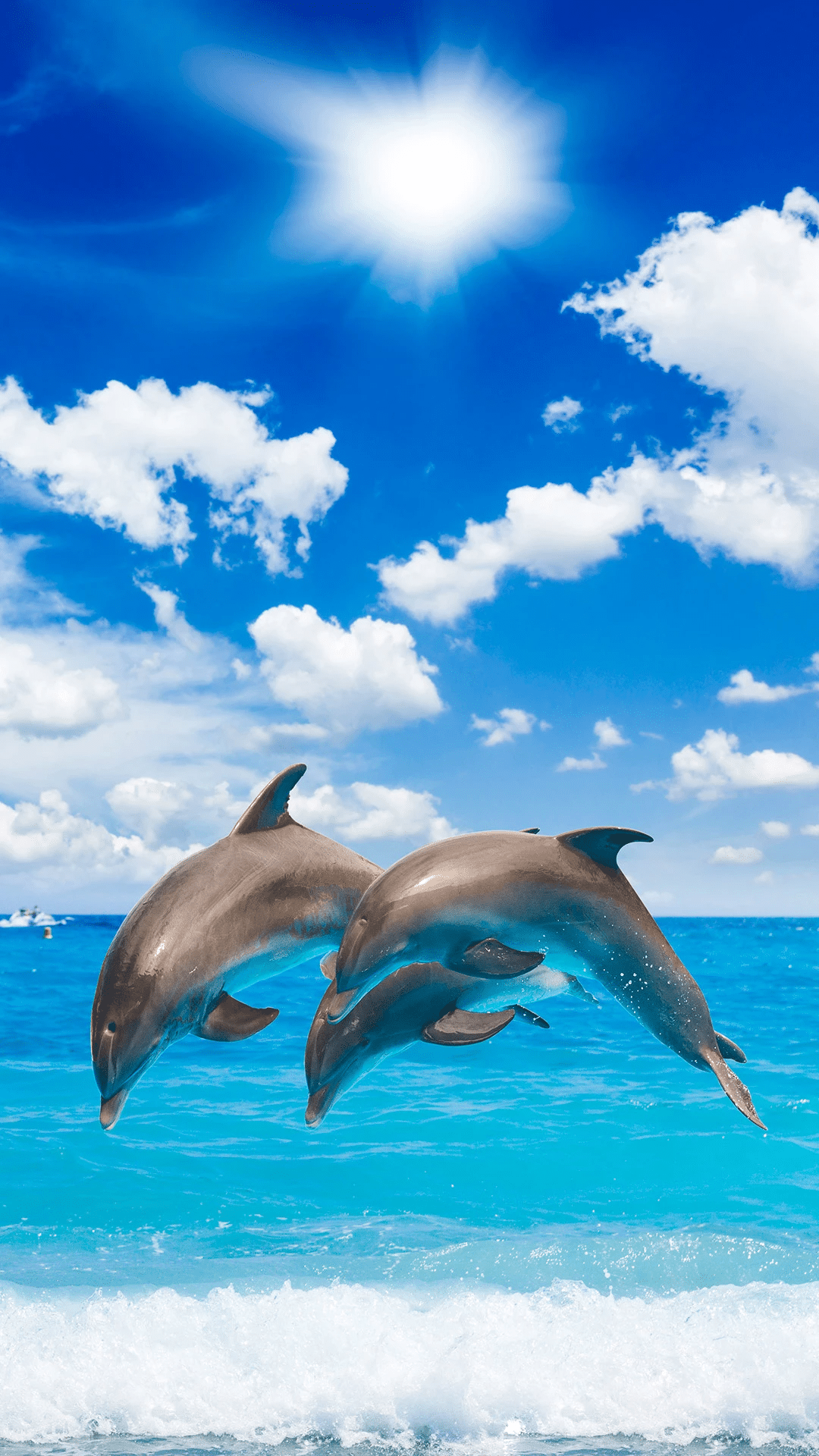 今日萌宠壁纸 013