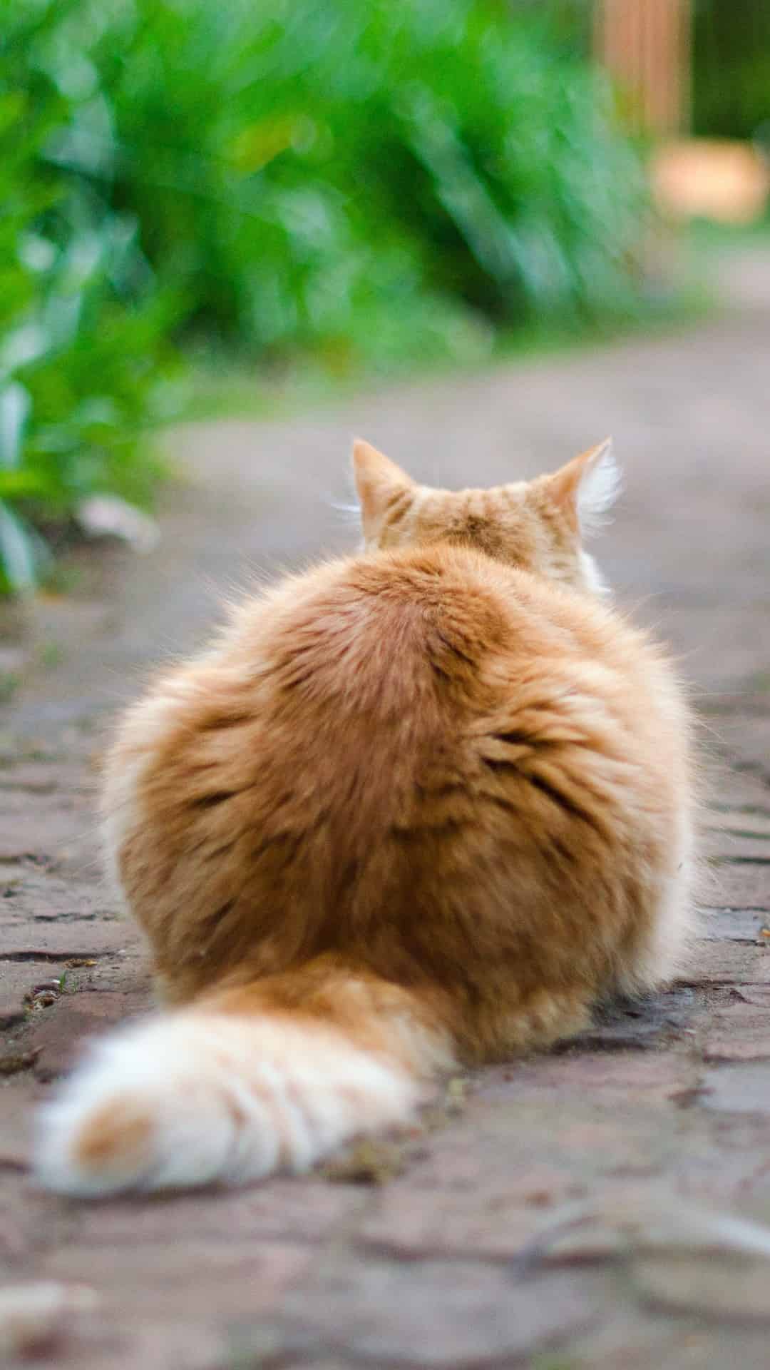 今日萌宠壁纸 014