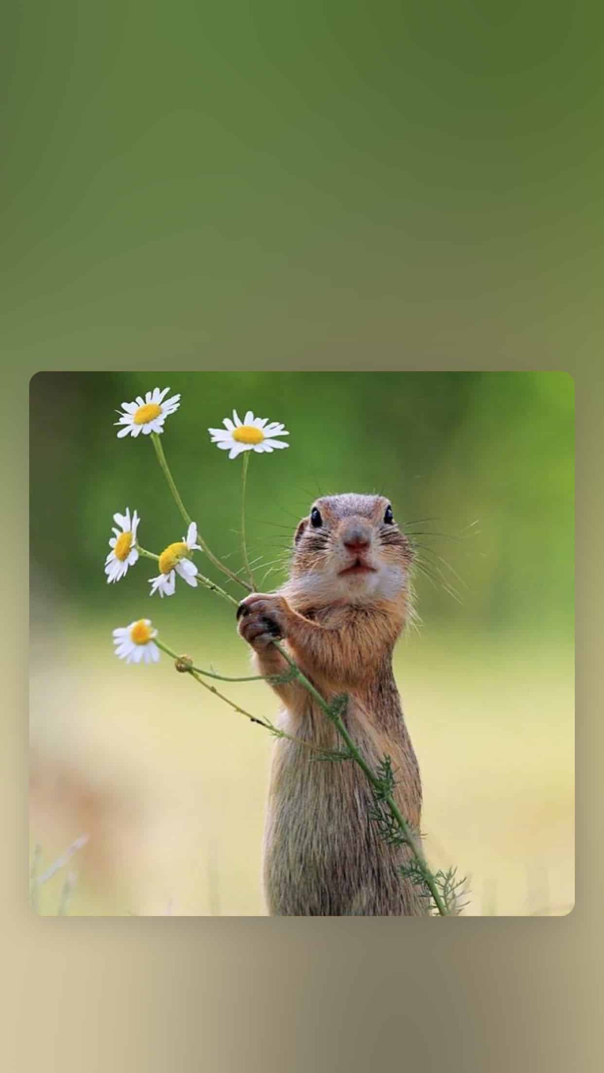 今日萌宠壁纸 014