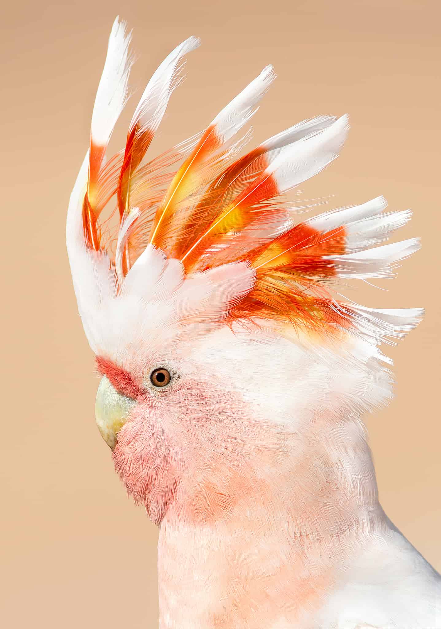 今日萌宠壁纸 014