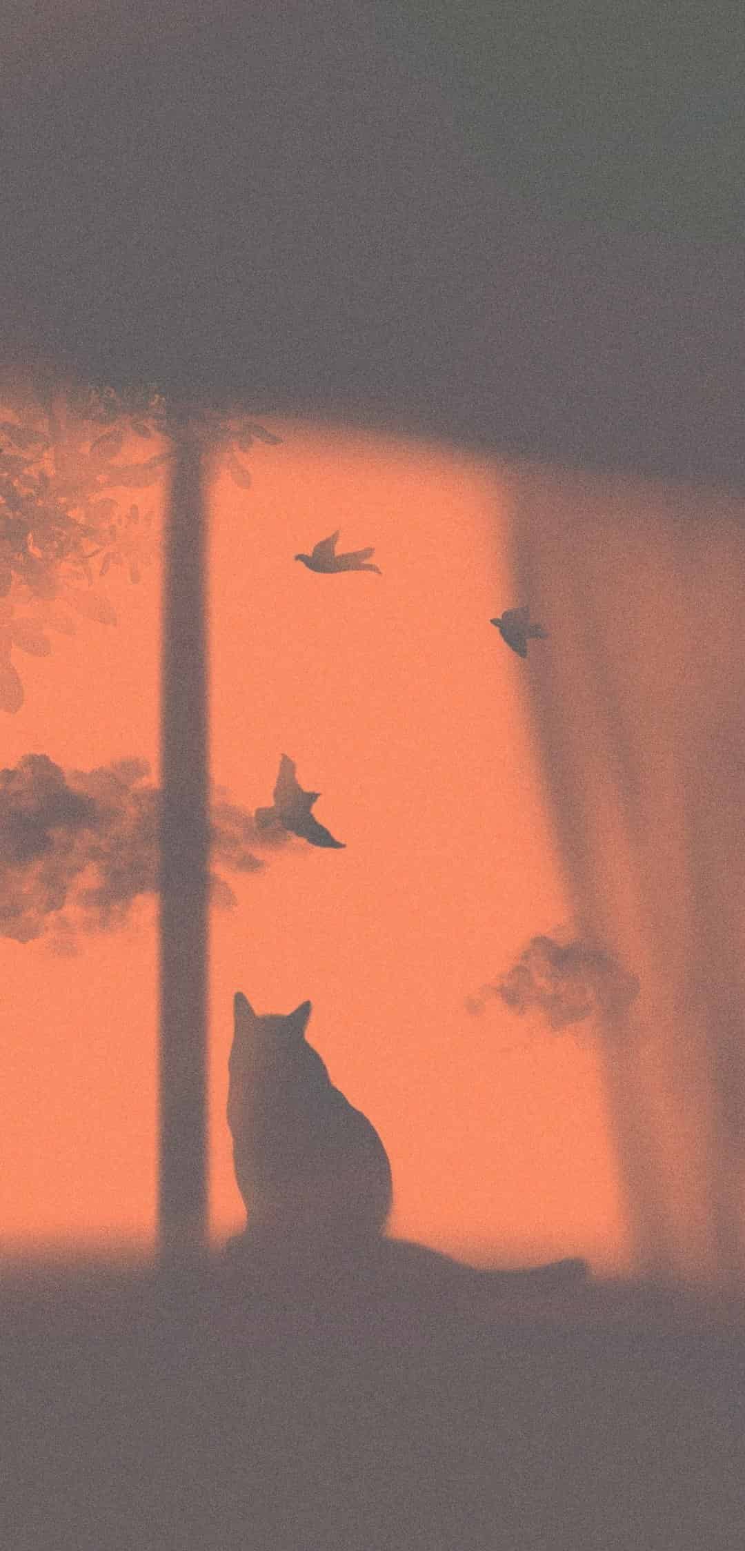 今日萌宠壁纸 014