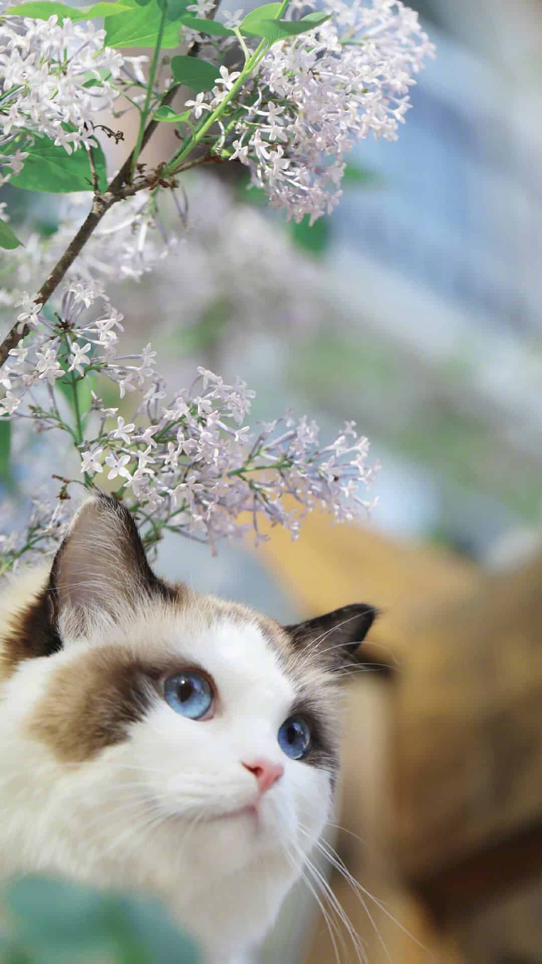 今日萌宠壁纸 014