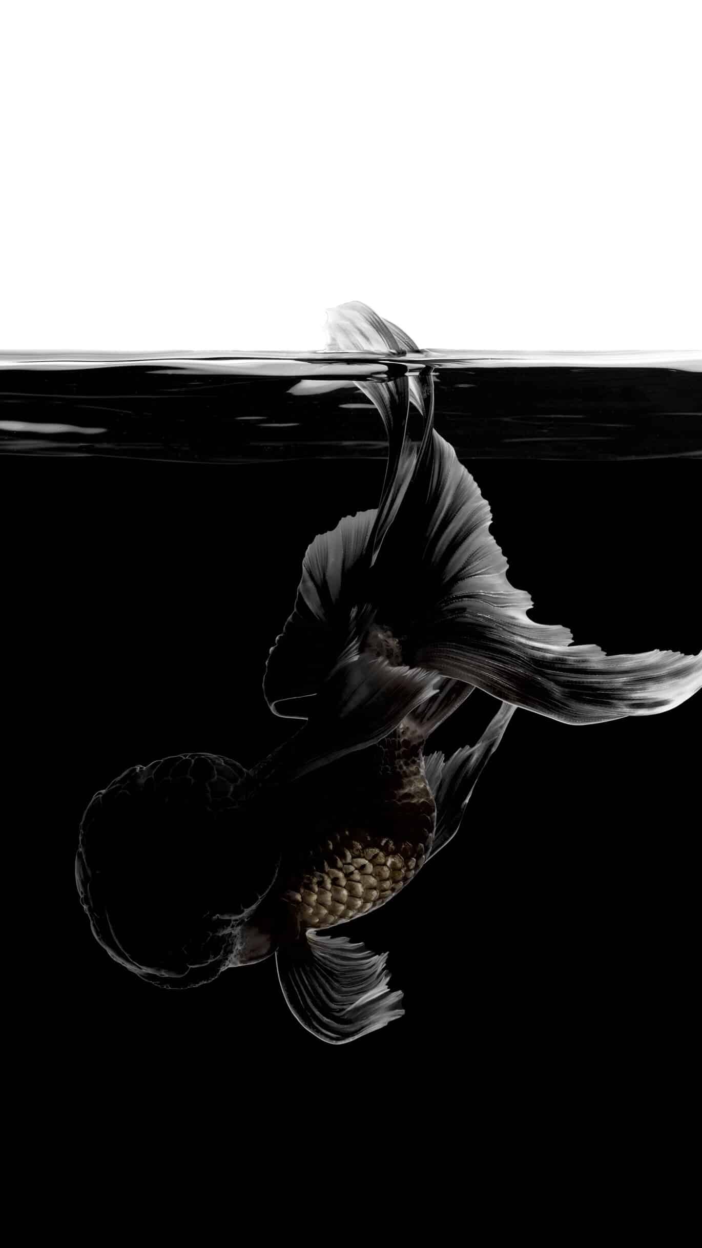 今日萌宠壁纸 015