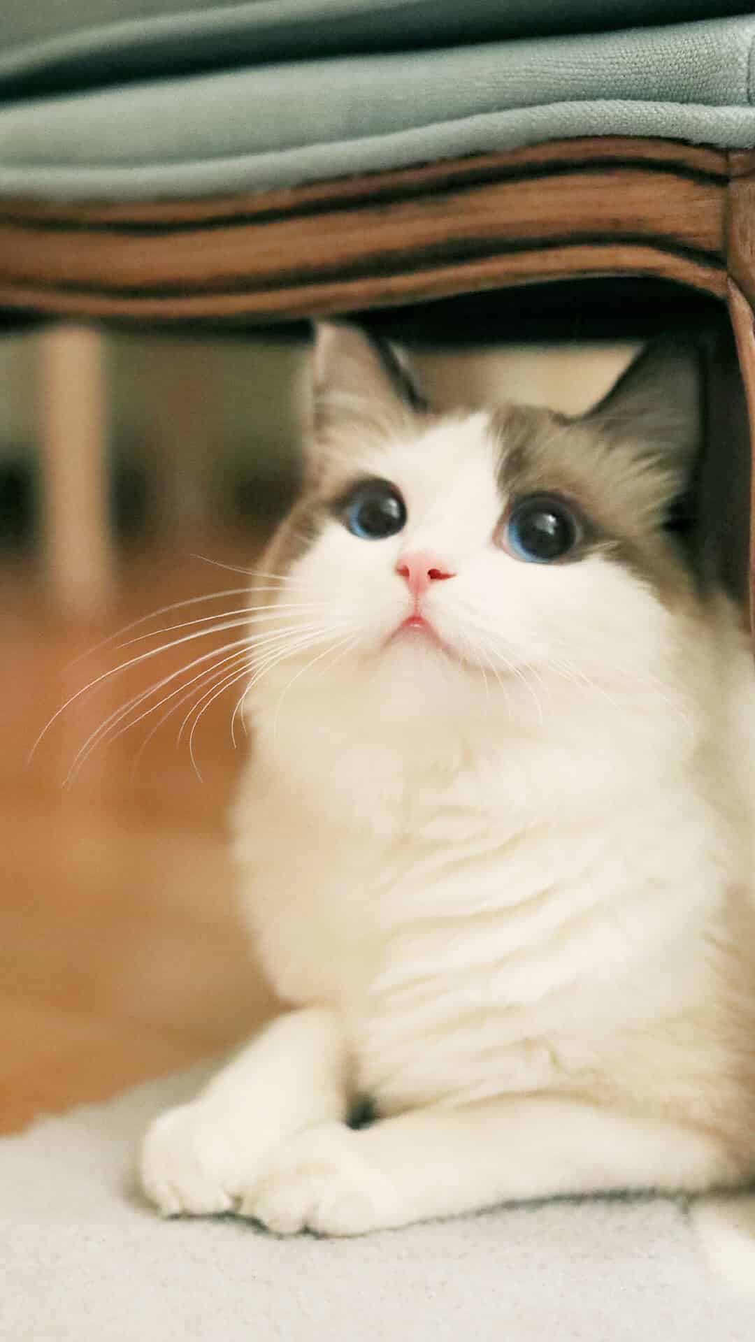 今日萌宠壁纸 015